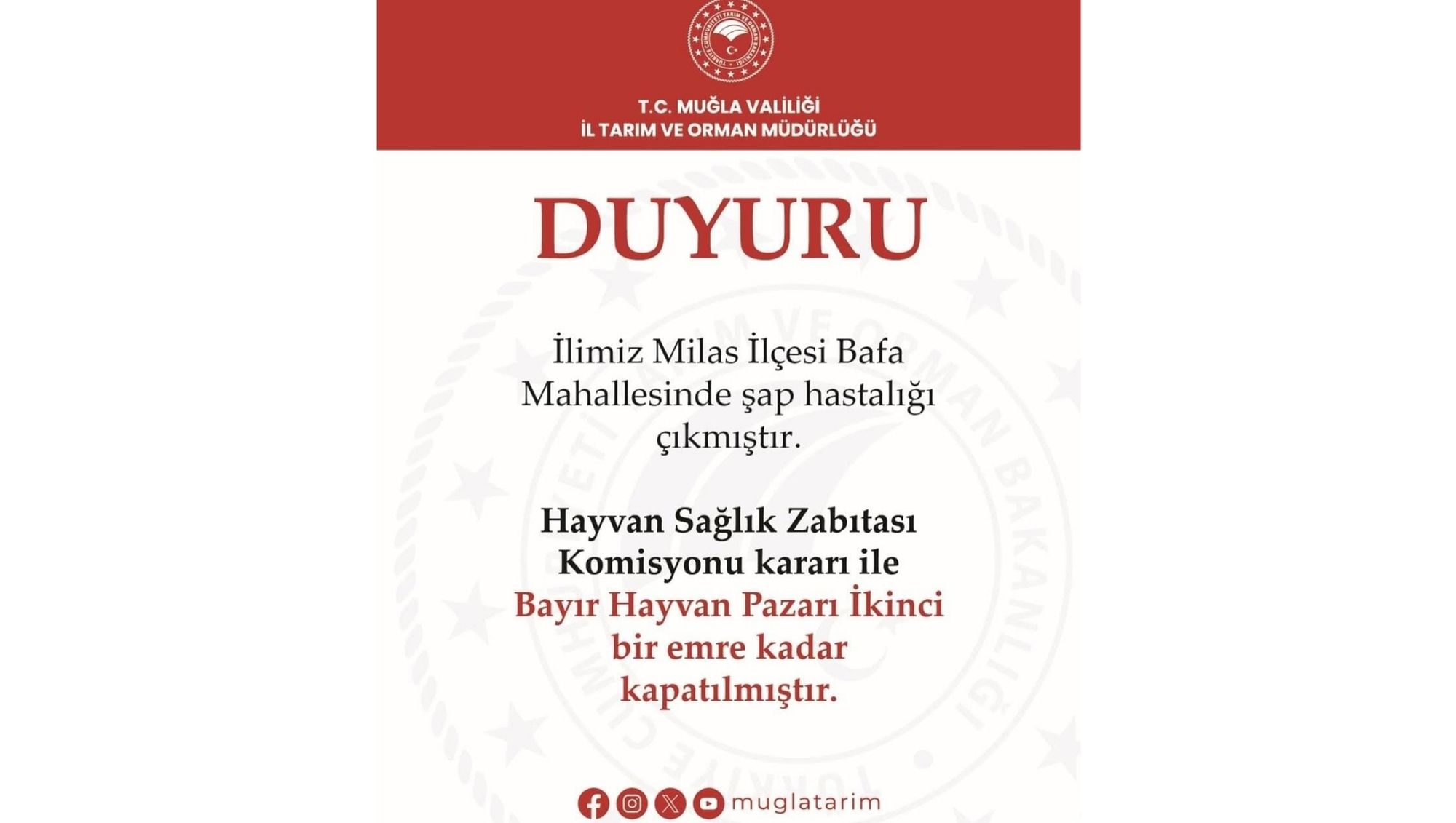 Milas’ta Şap Hastalığı!