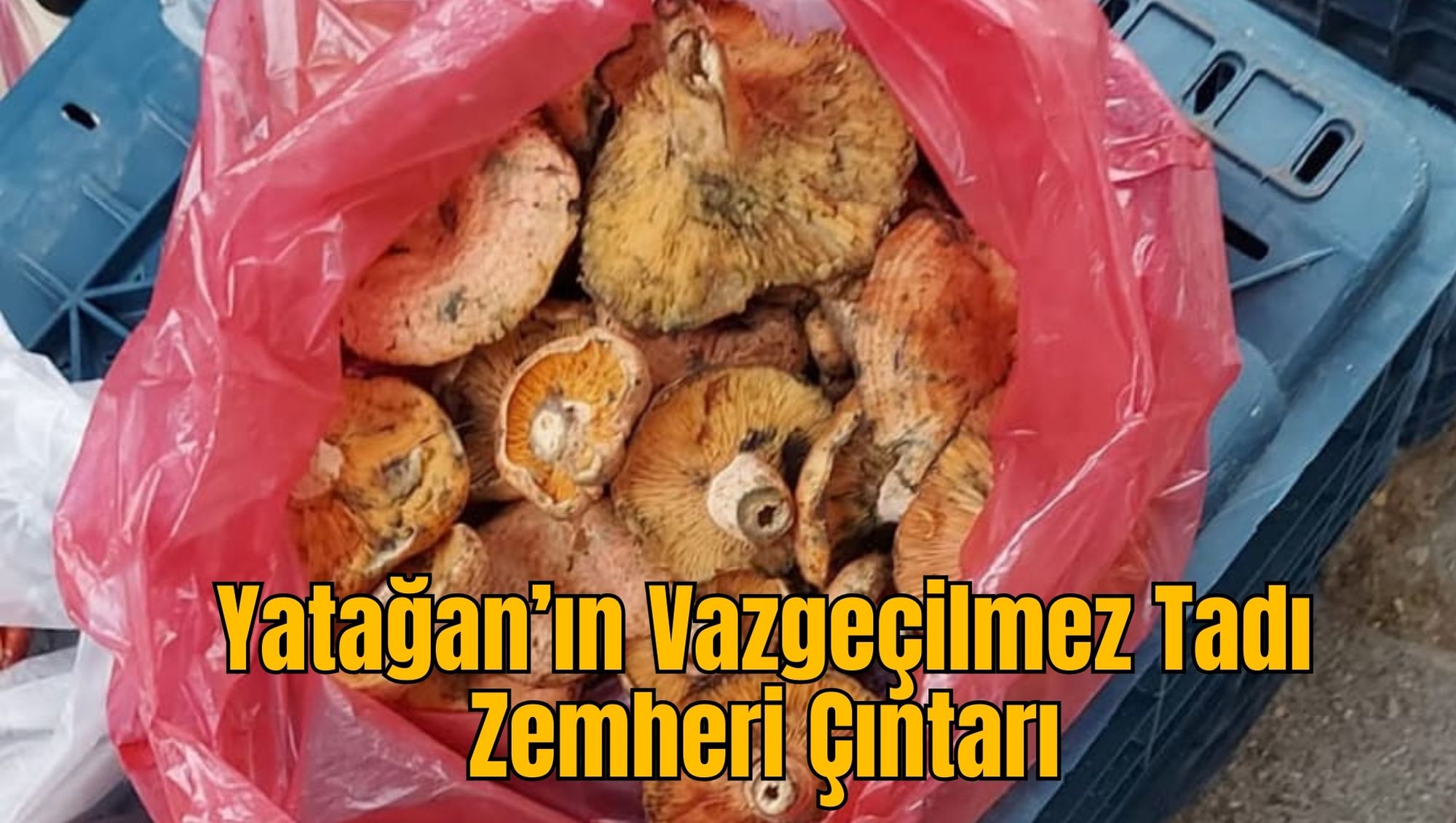 Yatağan’ın Vazgeçilmez Tadı: Zemheri Çıntarı