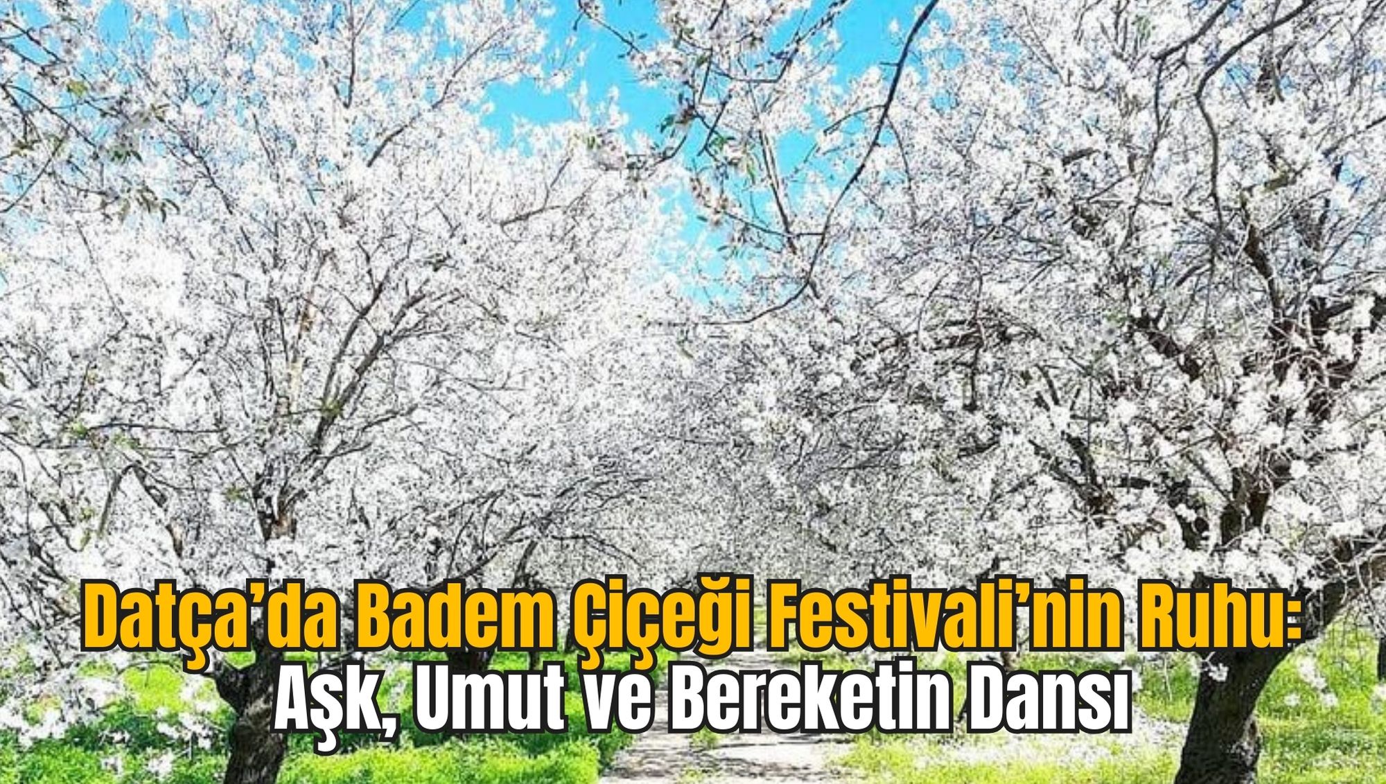 Datça’da Badem Çiçeği Festivali’nin Ruhu: Aşk, Umut ve Bereketin Dansı