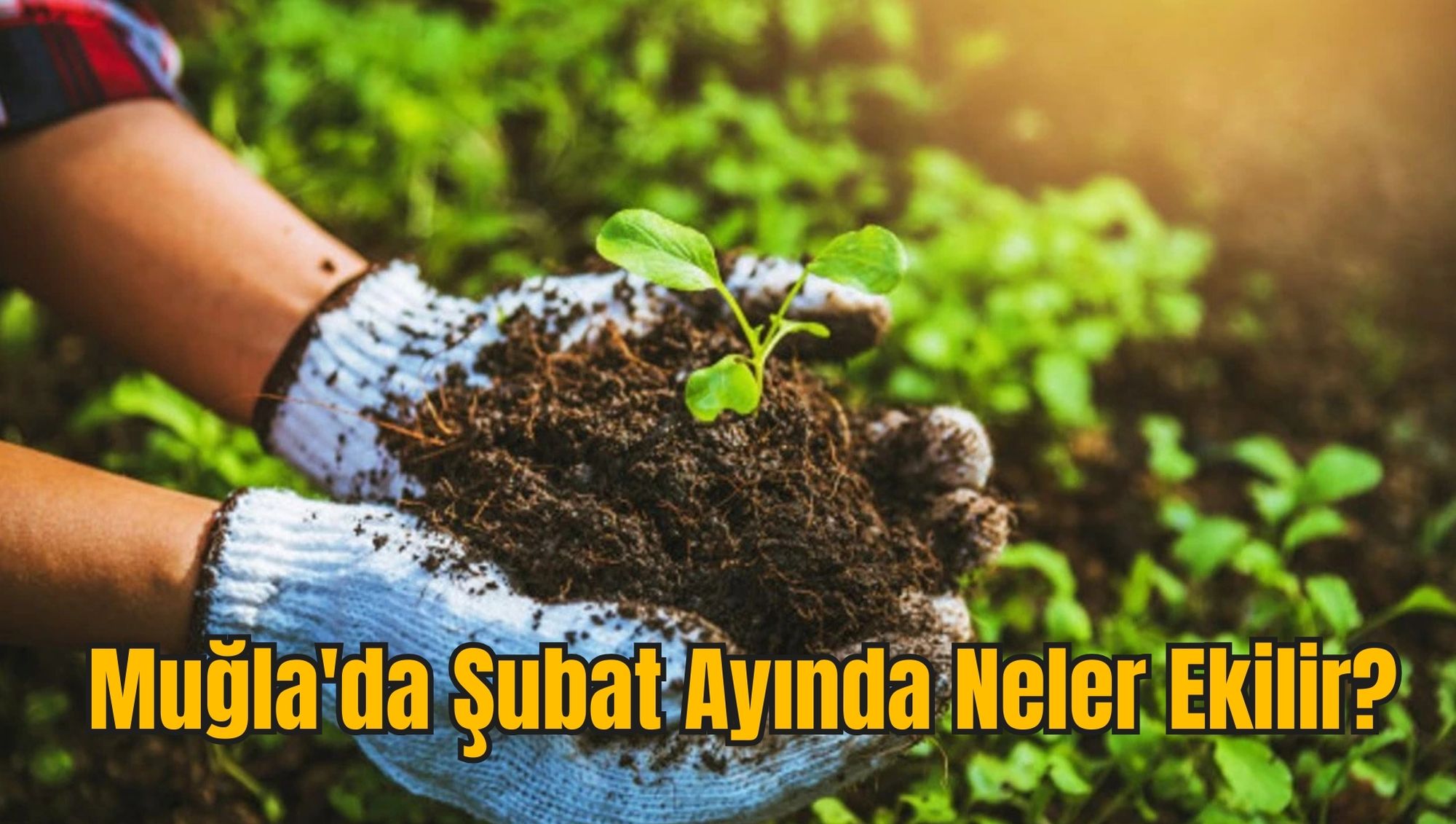 Muğla'da Şubat Ayında Neler Ekilir?