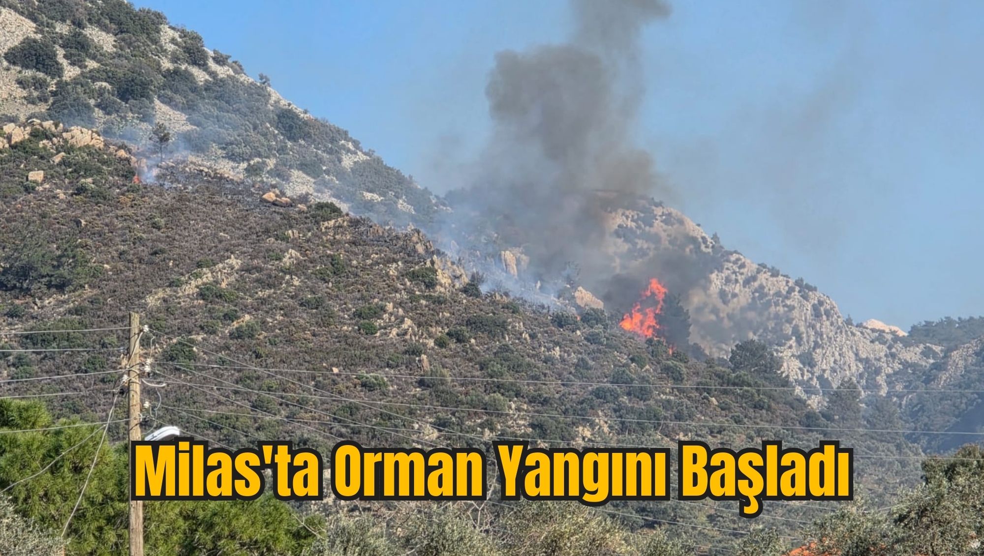 Milas'ta Orman Yangını Başladı