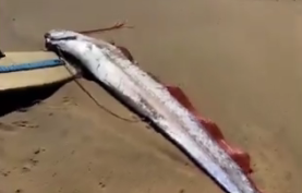 Sahile Vuran Kıyamet Balığı Panik Yarattı