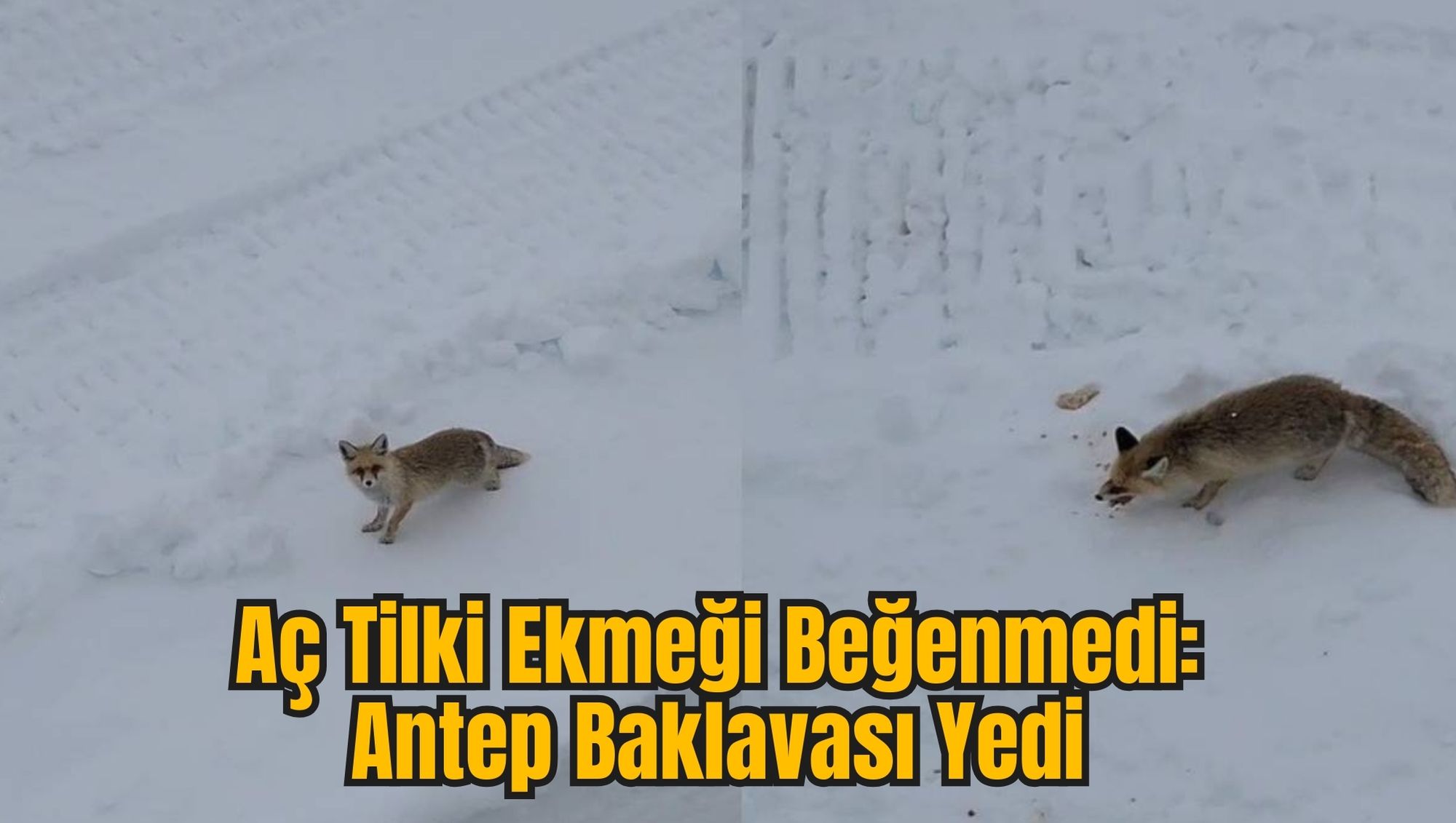 Aç Tilki Ekmeği Beğenmedi: Antep Baklavası Yedi