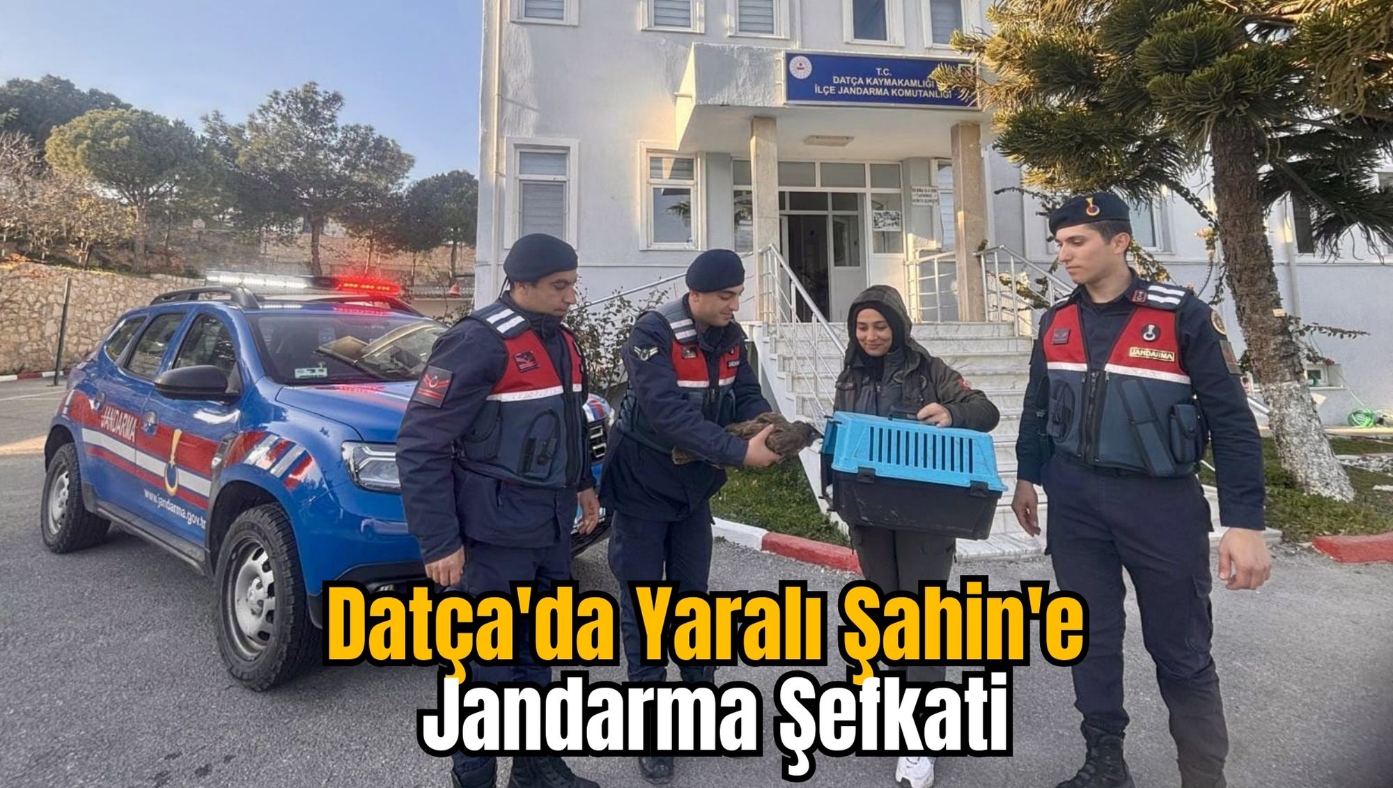 Datça'da Yaralı Şahin'e Jandarma Şefkati