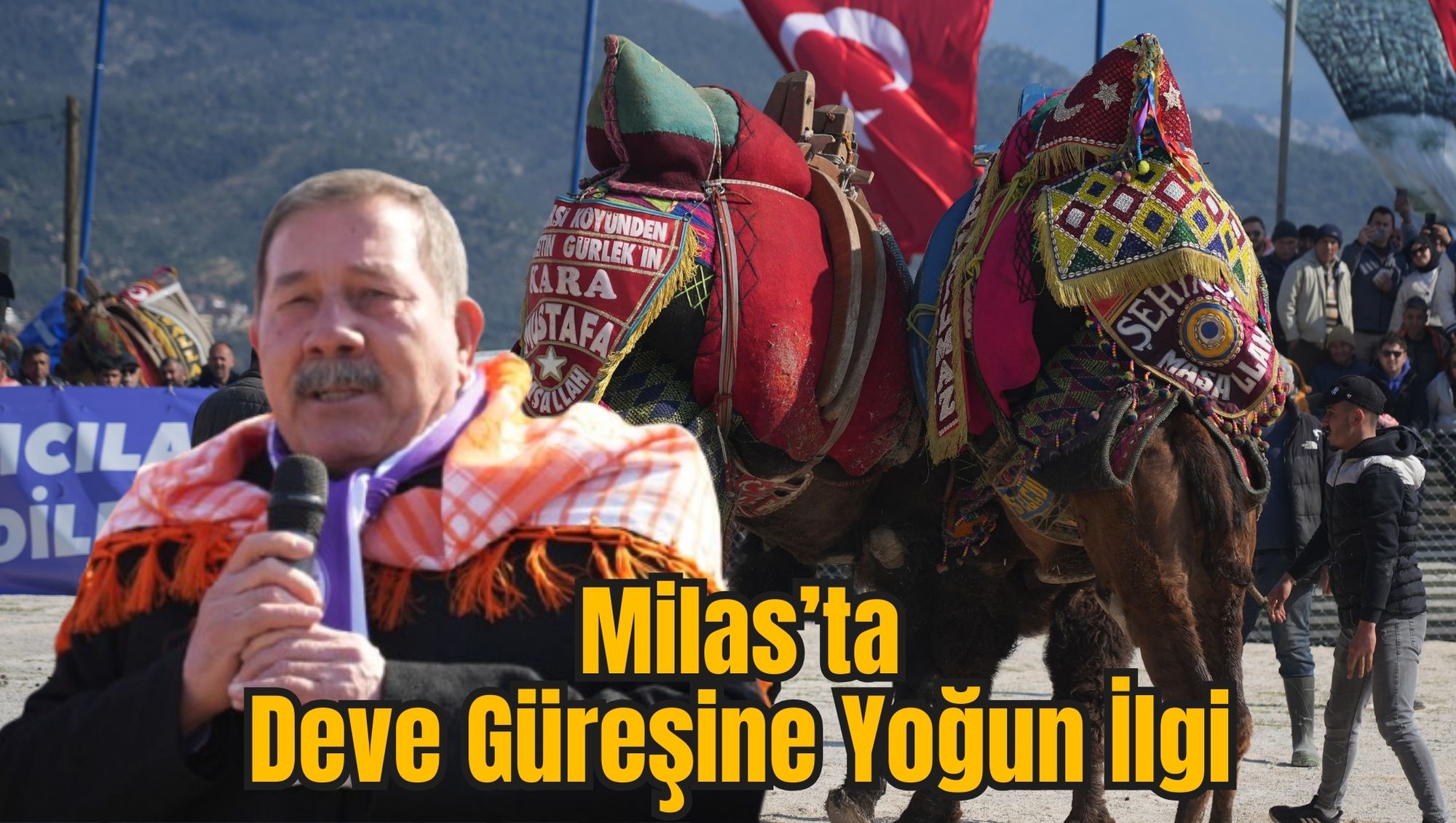 Milas’ta Deve Güreşine Yoğun İlgi