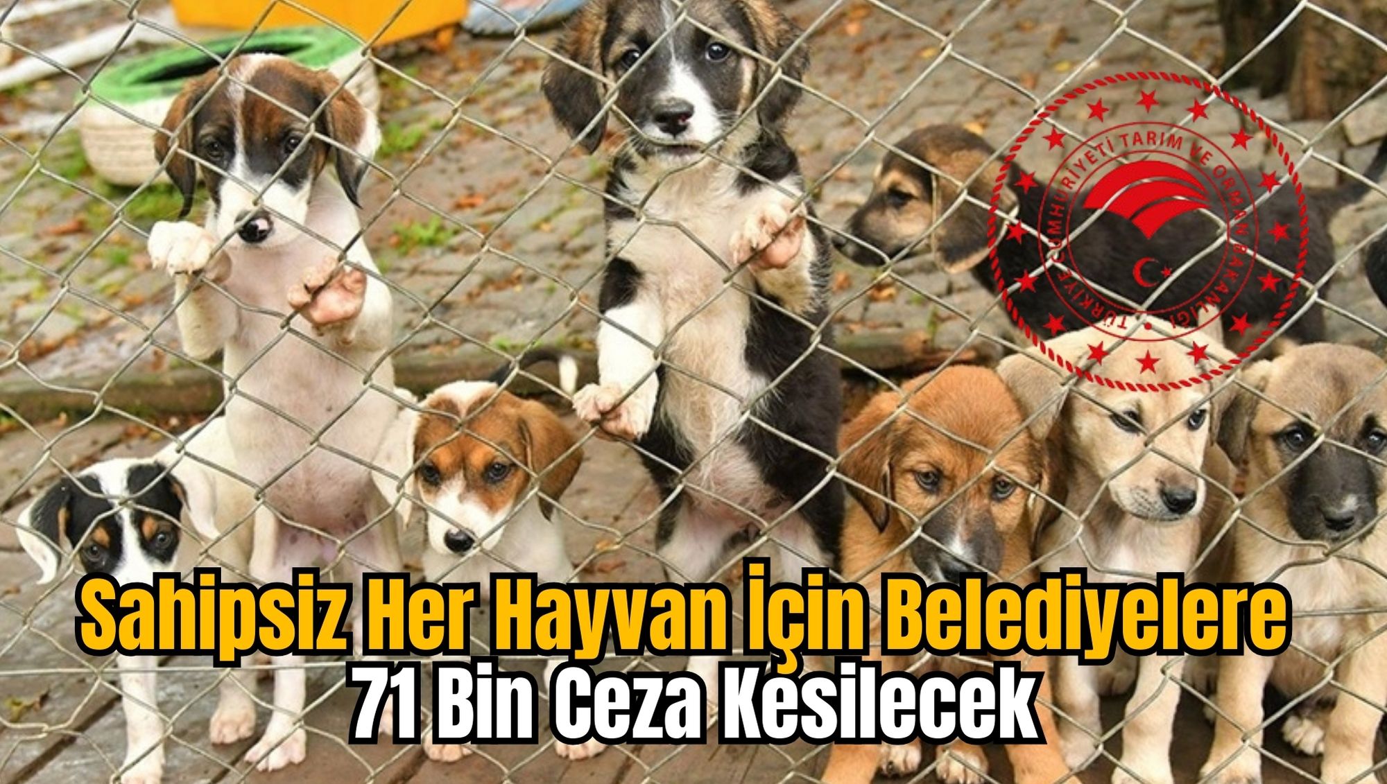 Sahipsiz Her Hayvan İçin Belediyelere 71 Bin Ceza Kesilecek