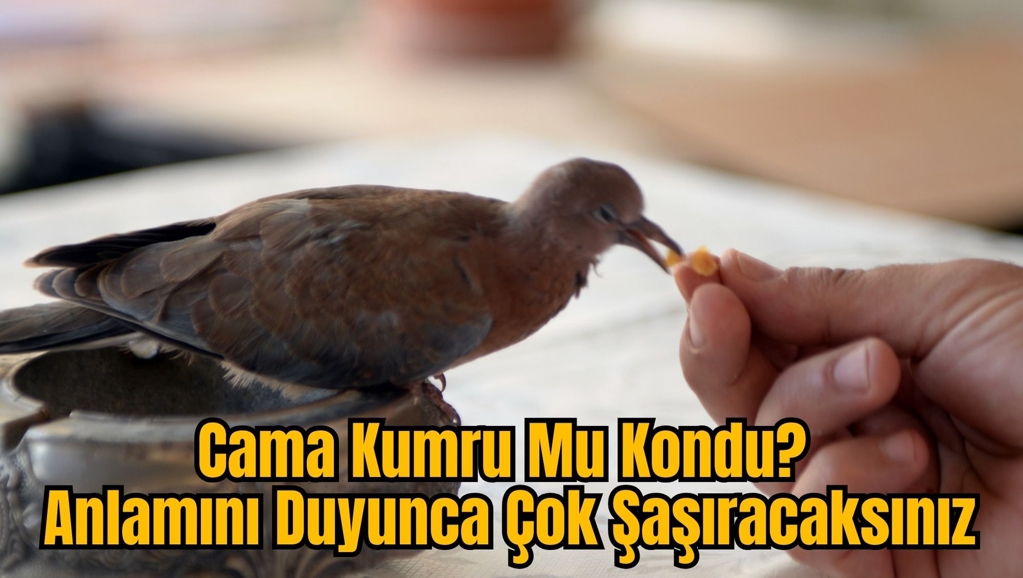 Cama Kumru Mu Kondu?  Anlamını Duyunca Çok Şaşıracaksınız