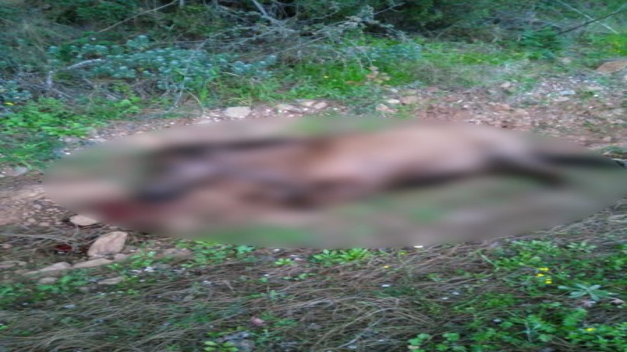 Aracın çarptığı at telef oldu