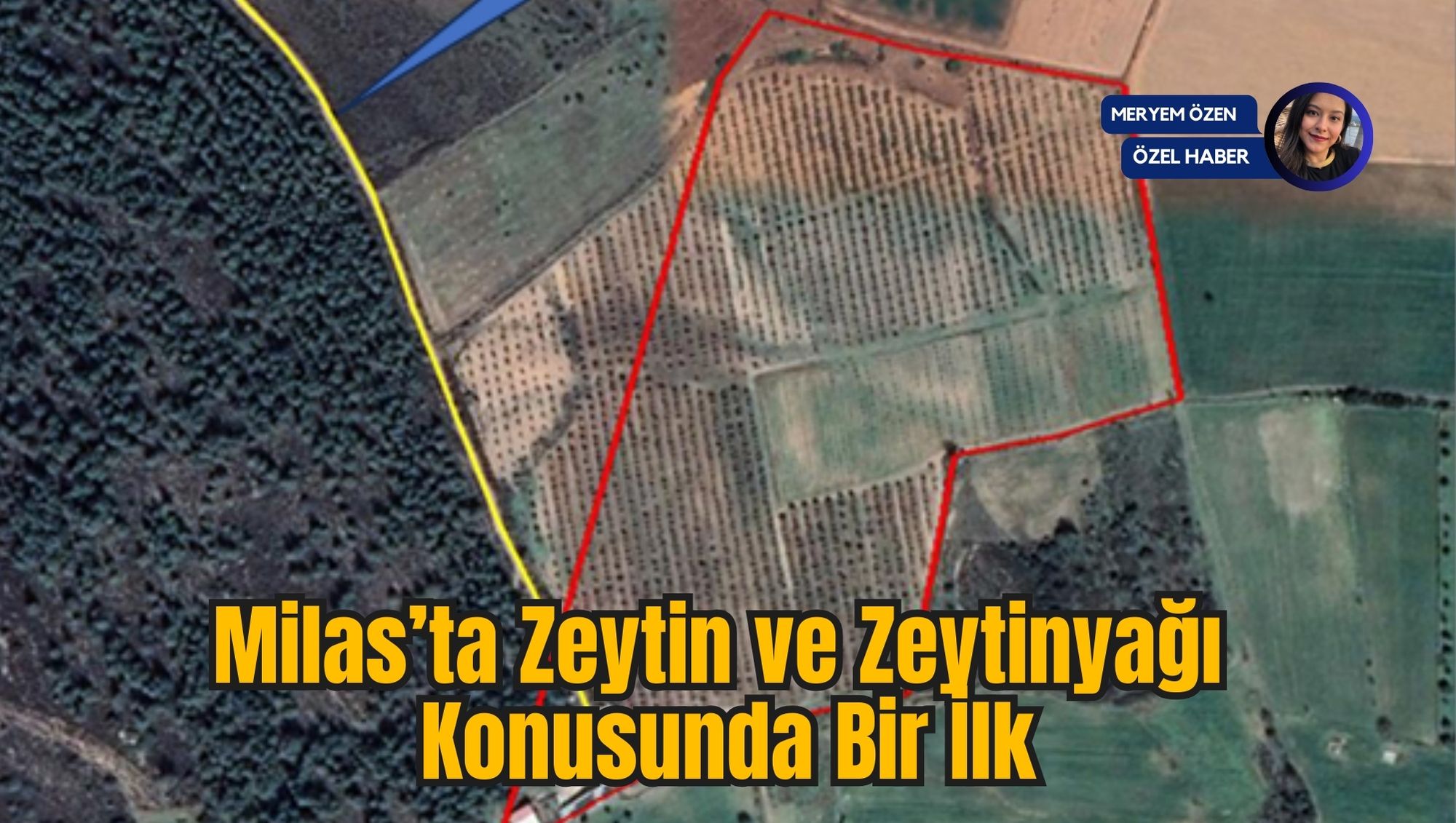 Milas’ta Zeytin ve Zeytinyağı Konusunda Bir İlk