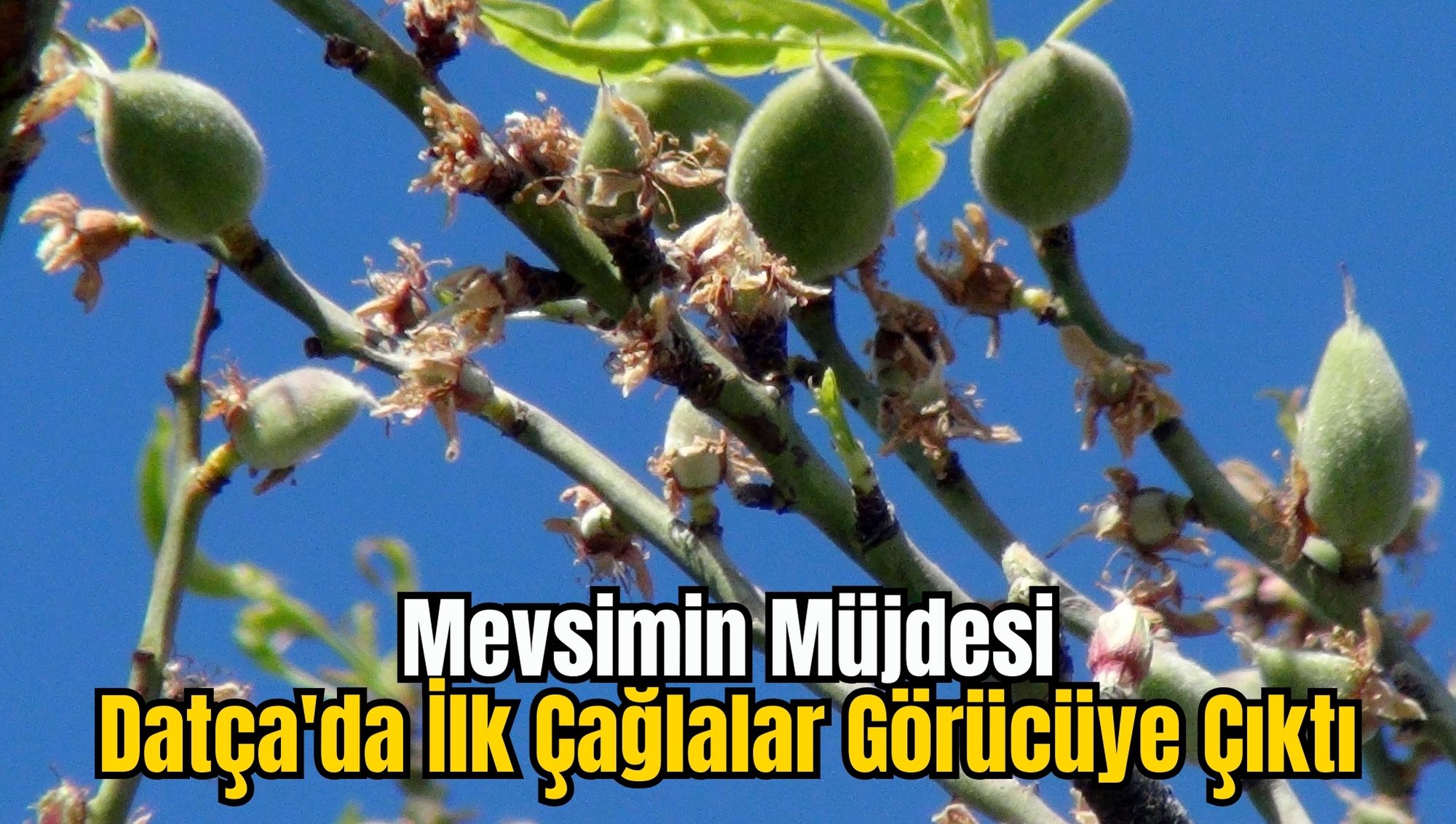 Mevsimin Müjdesi: Datça'da İlk Çağlalar Görücüye Çıktı