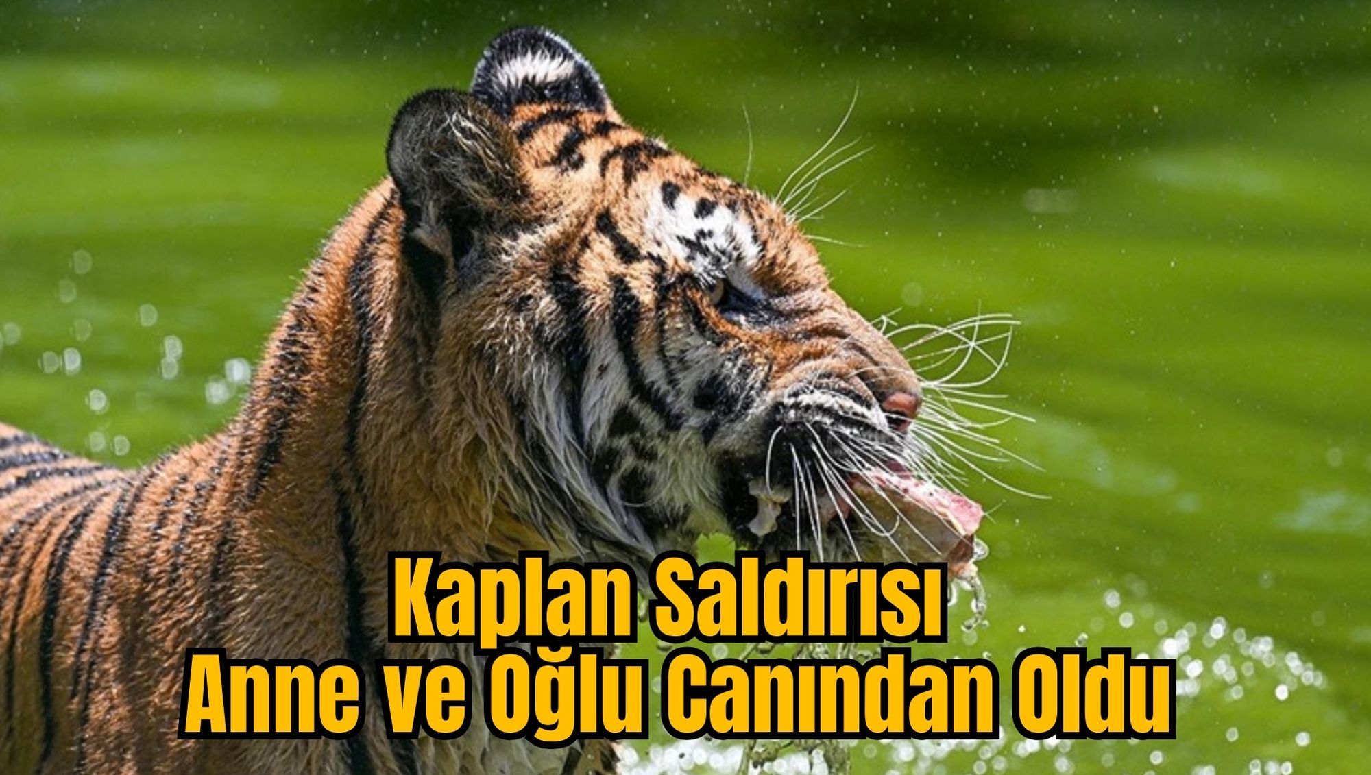 Kaplan Saldırısı: Anne ve Oğlu Canından Oldu