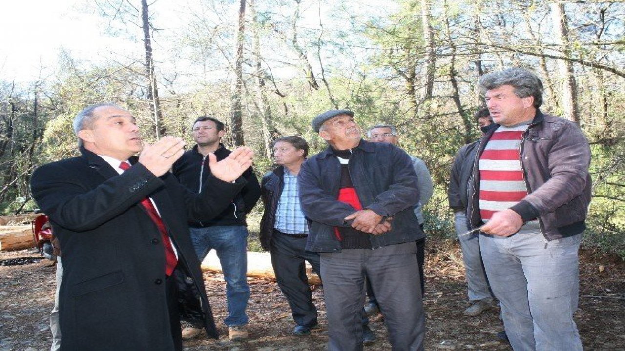 Marmaris’te kabuk böceği alarmı