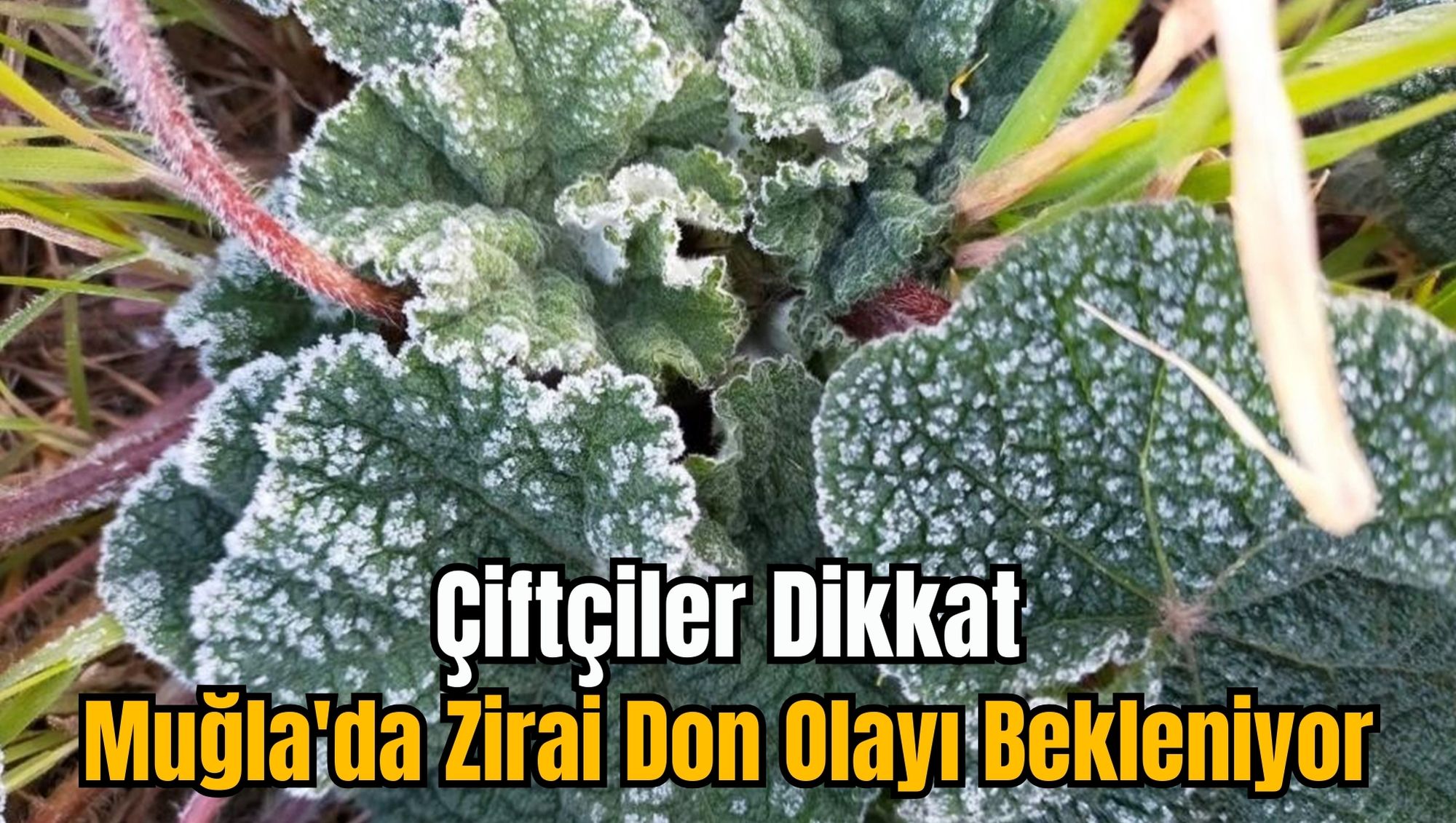 Çiftçiler Dikkat: Muğla'da Zirai Don Olayı Bekleniyor