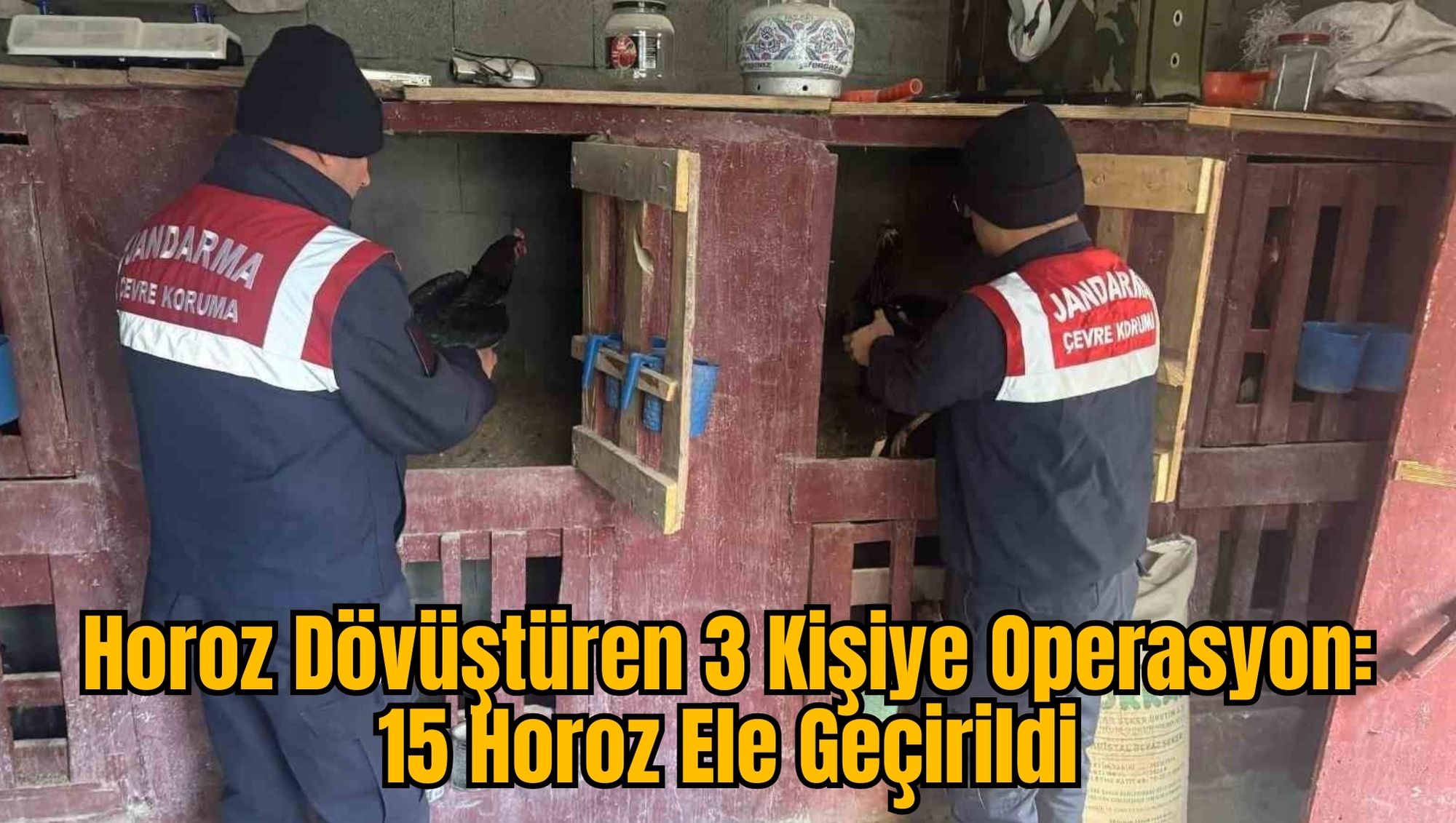 Horoz Dövüştüren 3 Kişiye Operasyon: 15 Horoz Ele Geçirildi