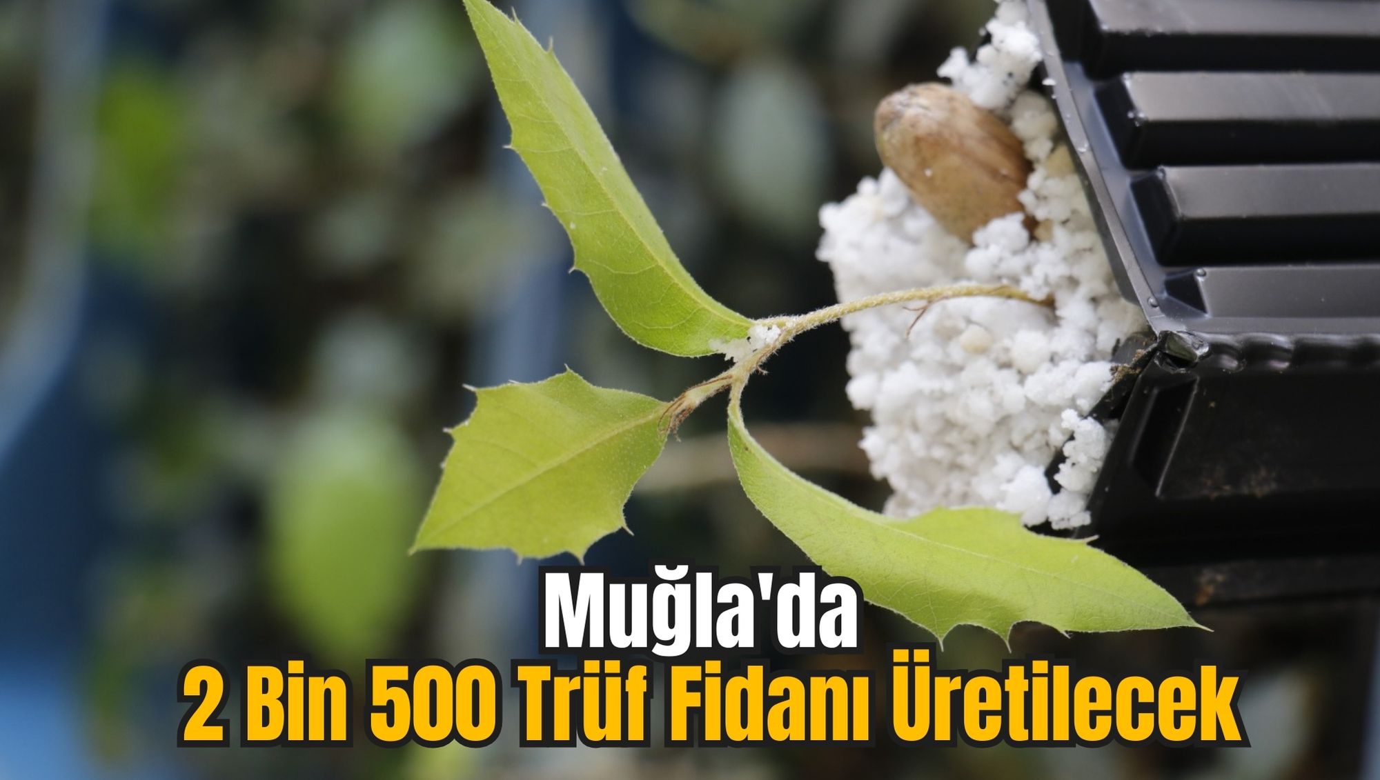 Muğla'da 2 Bin 500 Trüf Fidanı Üretilecek