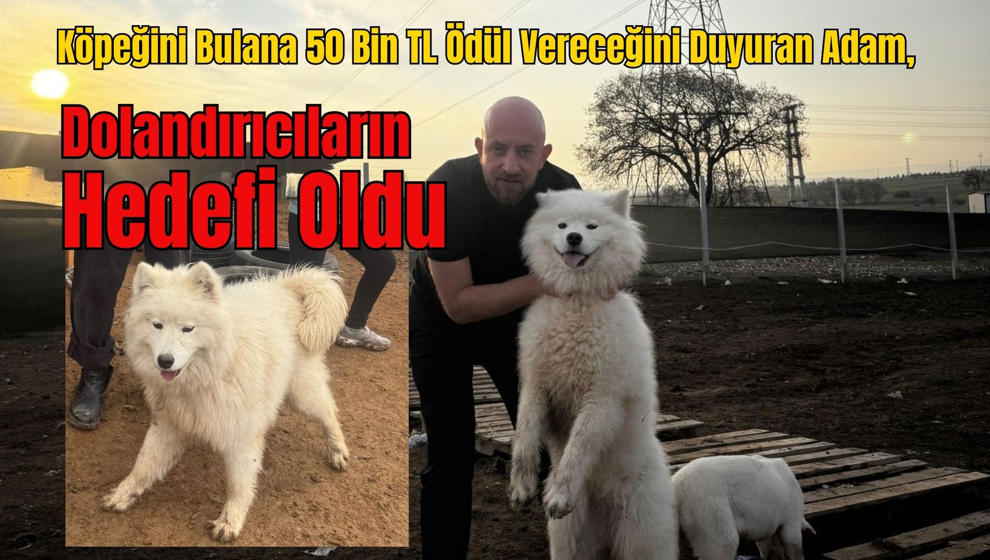 Köpeğini Bulana 50 Bin TL Ödül Vereceğini Duyuran Adam, Dolandırıcıların Hedefi Oldu