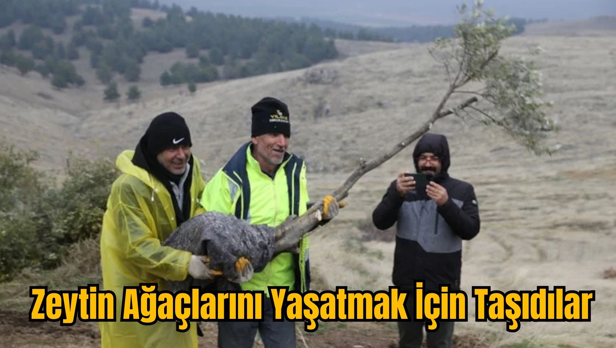 Zeytin Ağaçlarını Yaşatmak İçin Taşıdılar