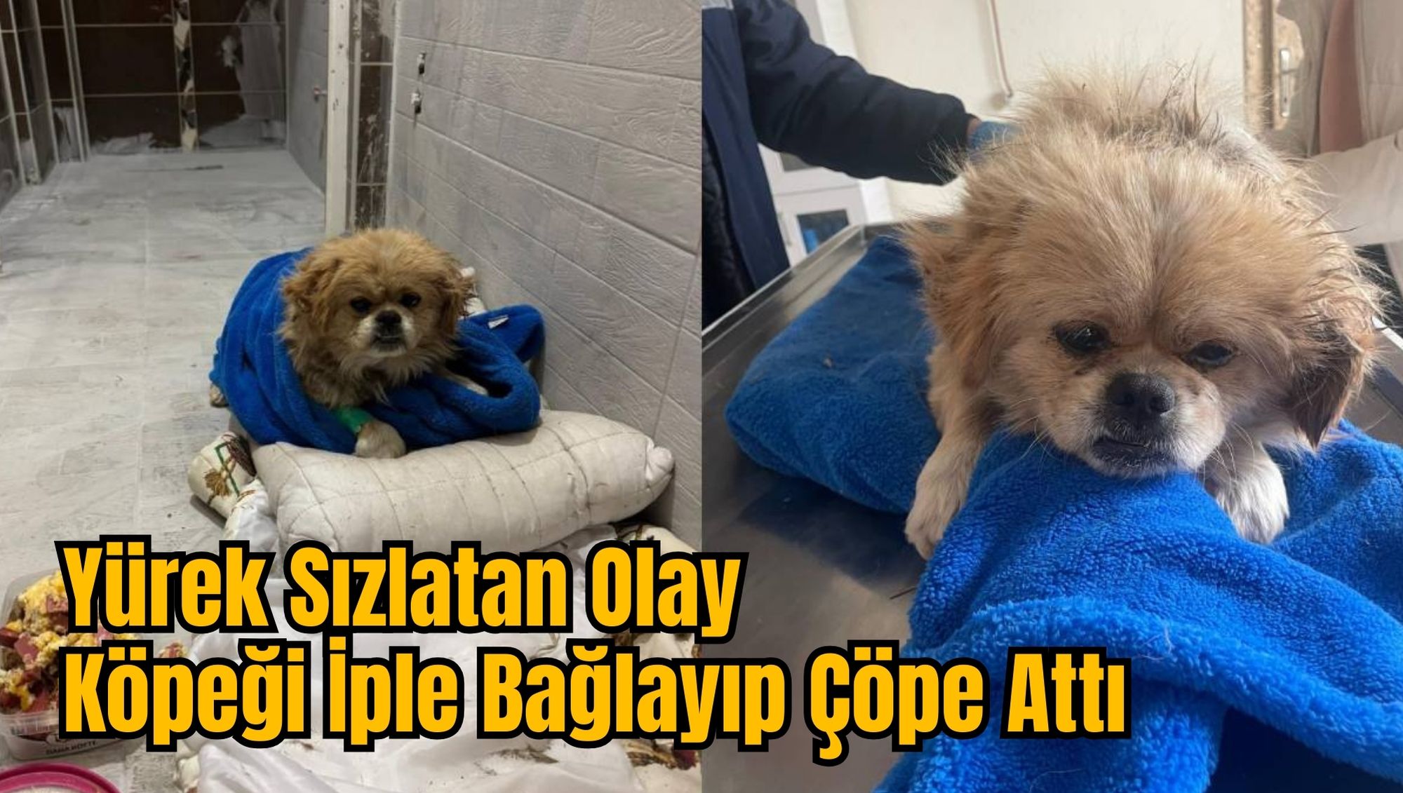Yürek Sızlatan Olay: Köpeği İple Bağlayıp Çöpe Attı