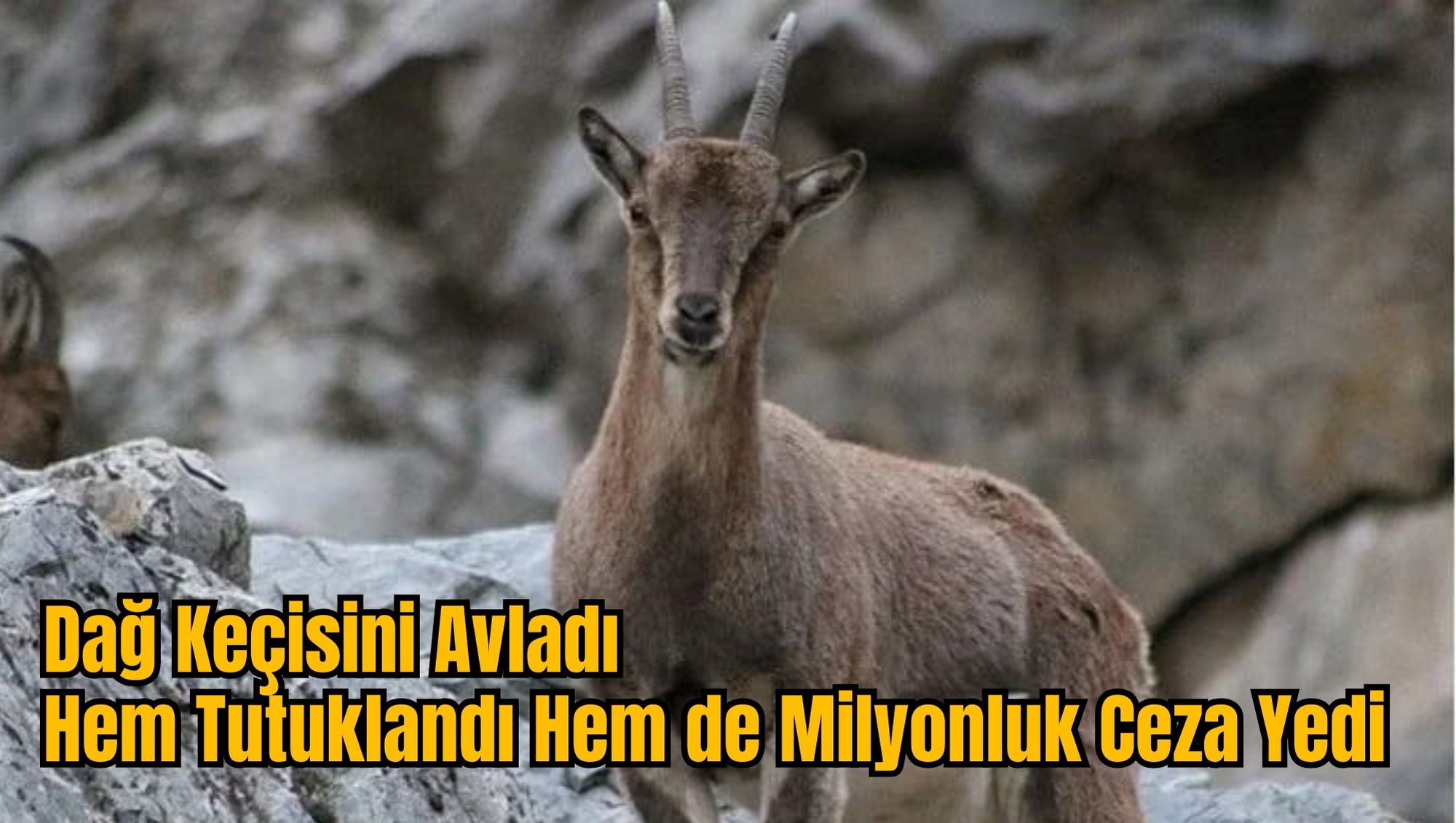 Dağ Keçisini Avladı: Hem Tutuklandı Hem de Milyonluk Ceza Yedi