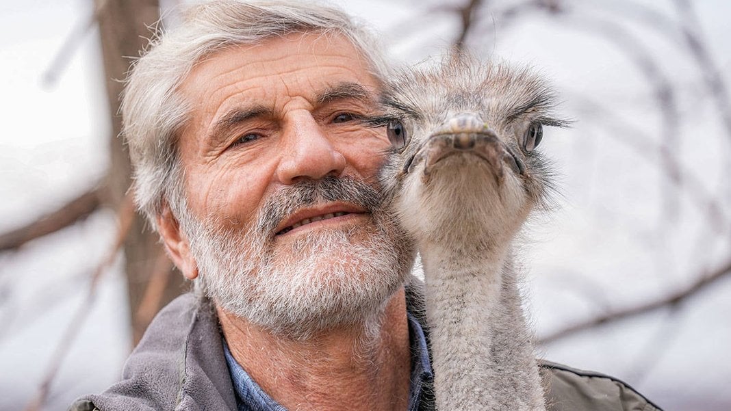 Kaçtığı Yerden Geri Döndü: Deve Kuşunun Sadakati Şaşırttı
