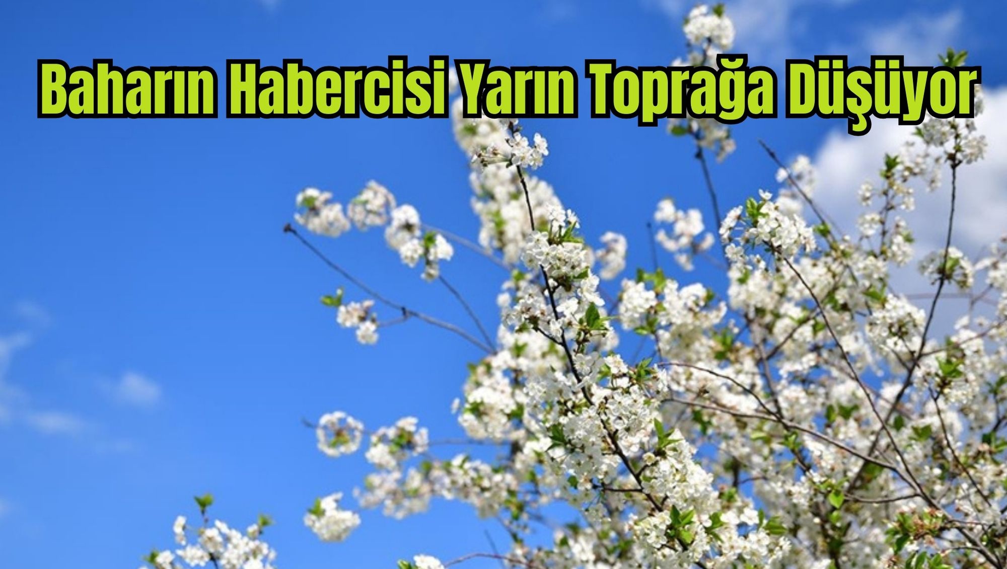 Baharın Habercisi Yarın Toprağa Düşüyor