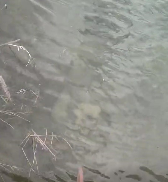 Büyük Vicdansızlık: Boyunlarına Taş Bağlayıp Denize Attılar