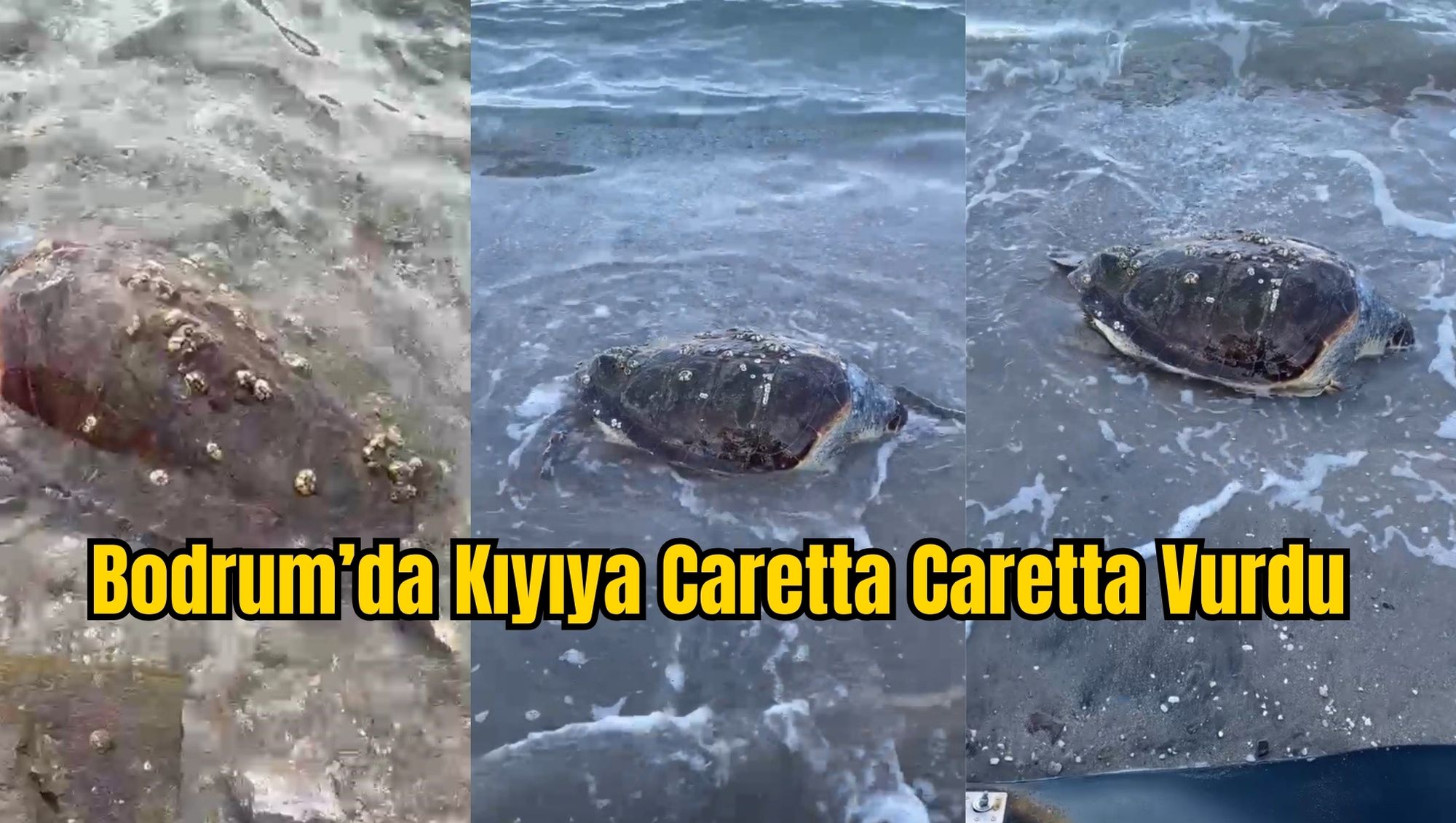 Bodrum’da Kıyıya Caretta Caretta Vurdu
