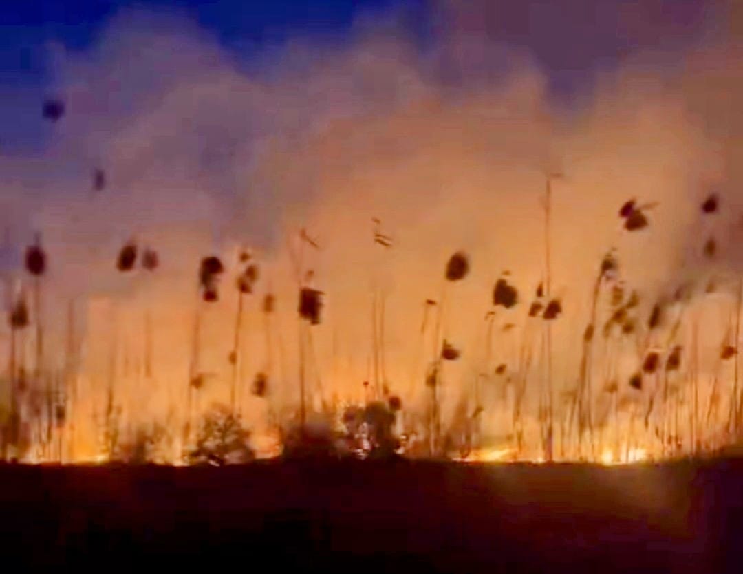 Köyceğiz'de Korkutan Yangın