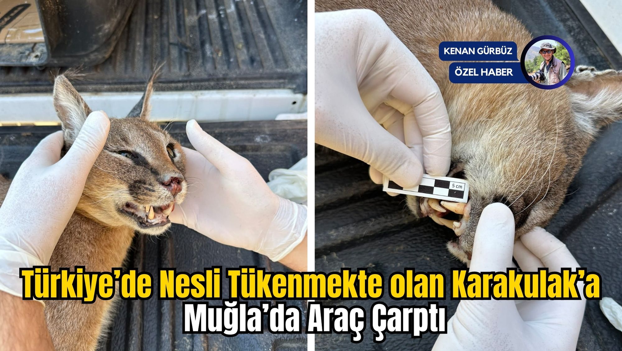 Türkiye’de Nesli Tükenmekte olan Karakulak’a Muğla’da Araç Çarptı