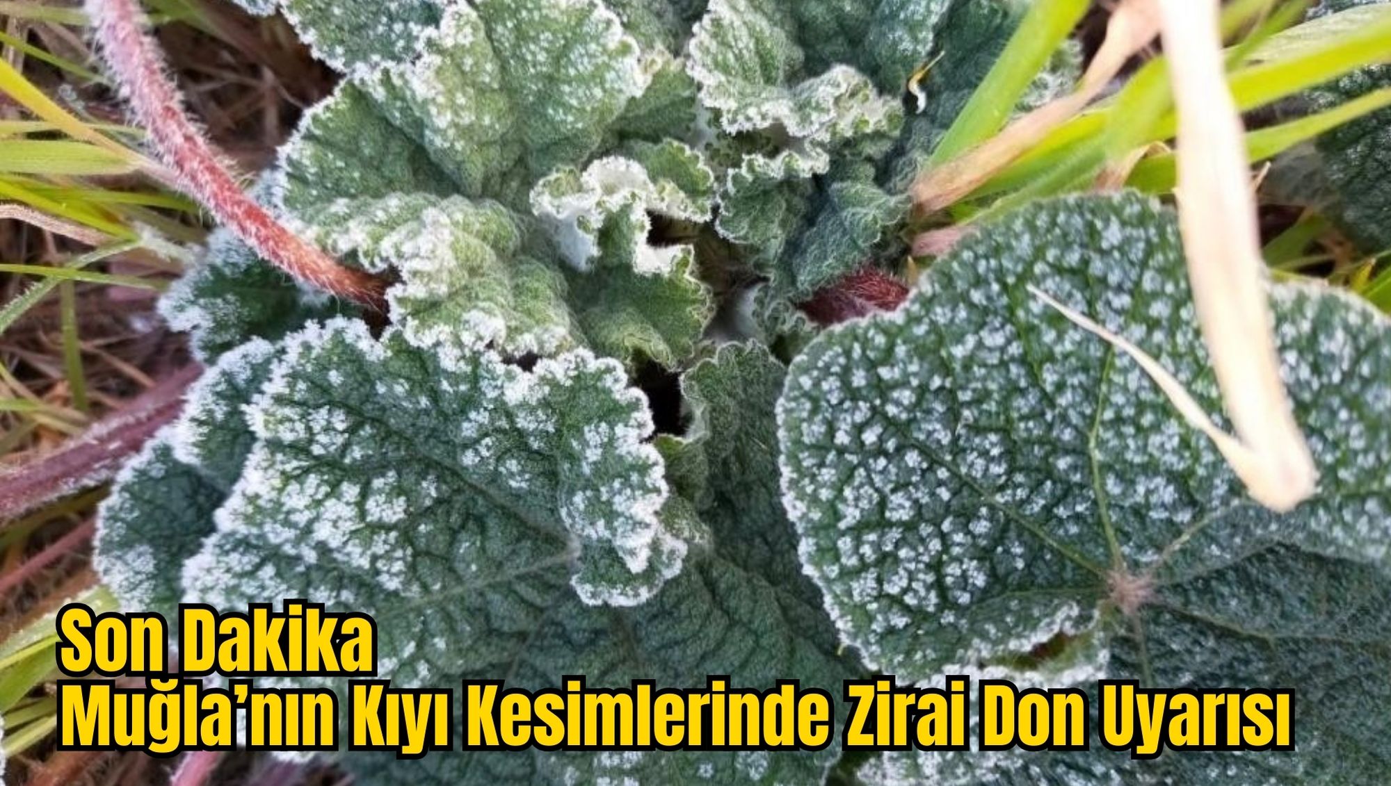 Son Dakika: Muğla’nın Kıyı Kesimlerinde Zirai Don Uyarısı