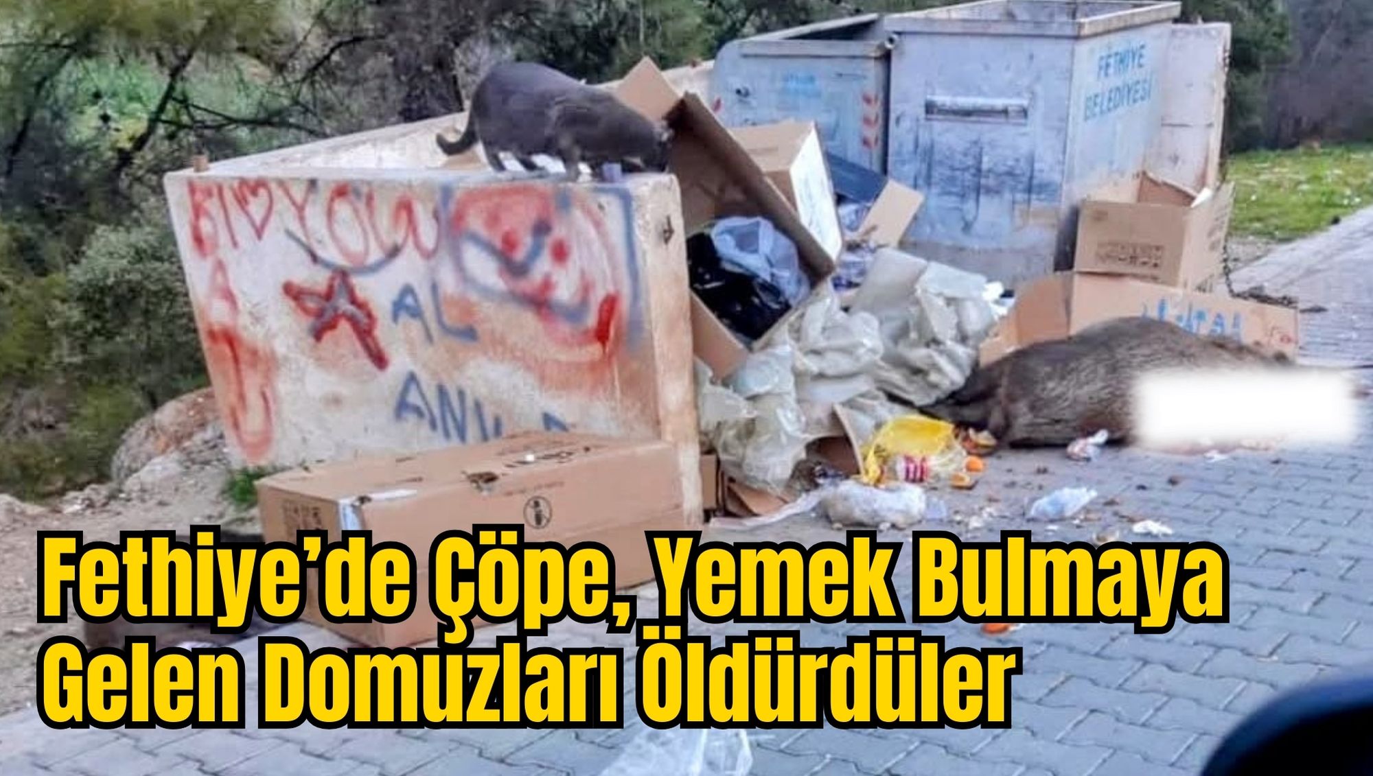 Fethiye’de Çöpe, Yemek Bulmaya Gelen Domuzları Öldürdüler