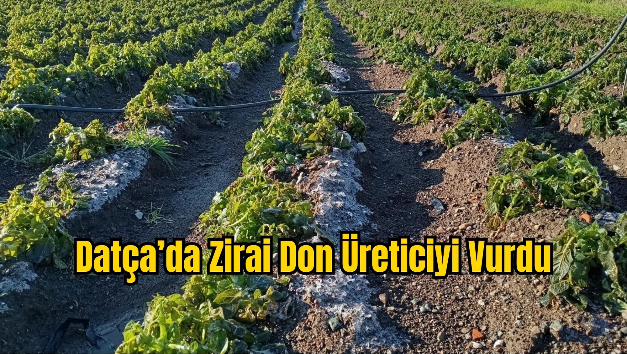 Datça’da Zirai Don Üreticiyi Vurdu