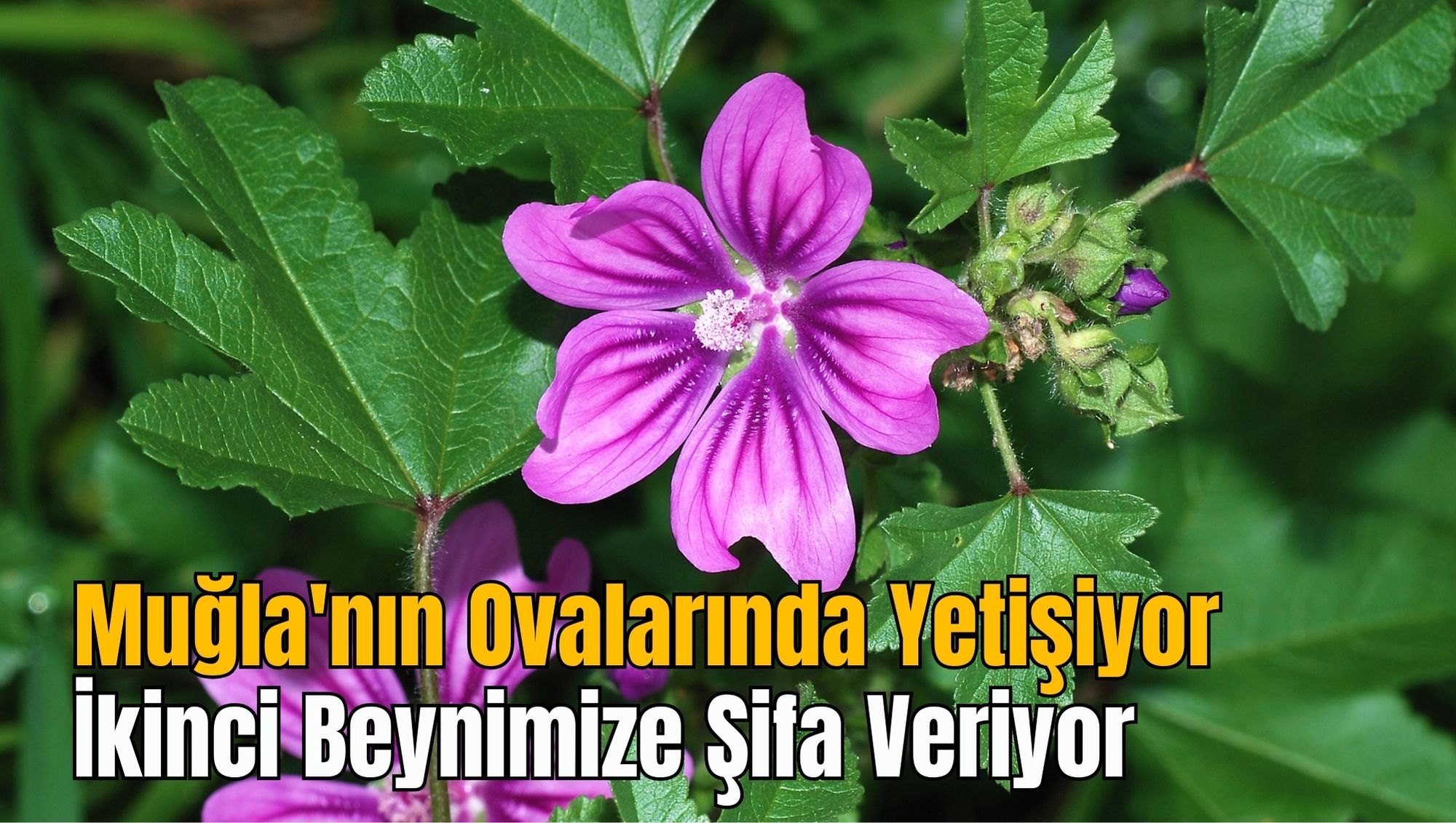 Muğla'nın Ovalarında Yetişiyor: İkinci Beynimize Şifa Veriyor