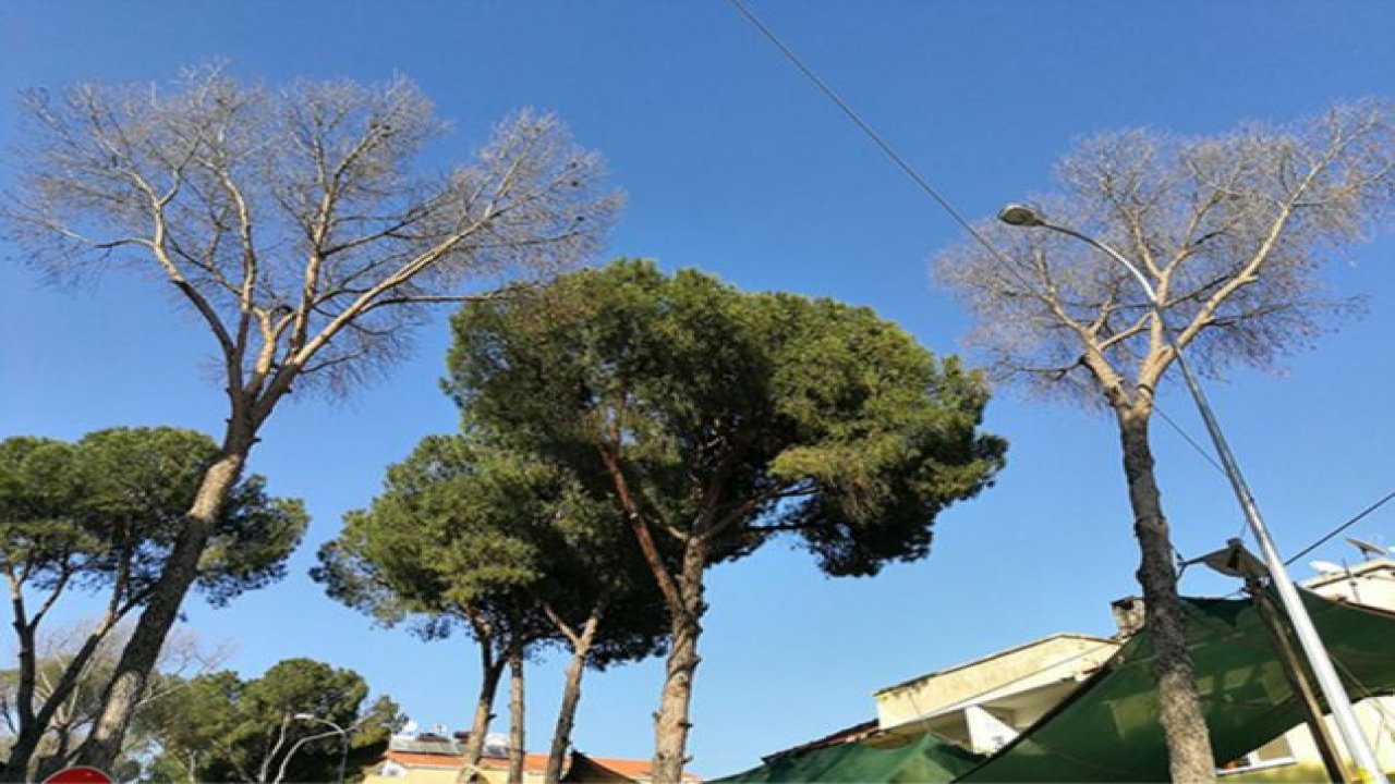 Çam ağaçları kuruyor