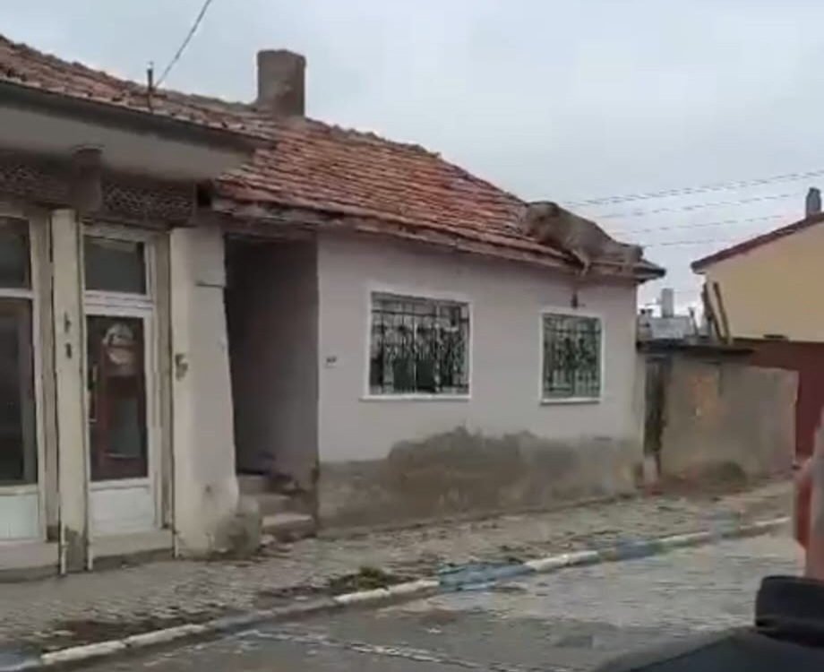 Çatıda kızıl geyiği görenler neye uğradığını şaşırdı