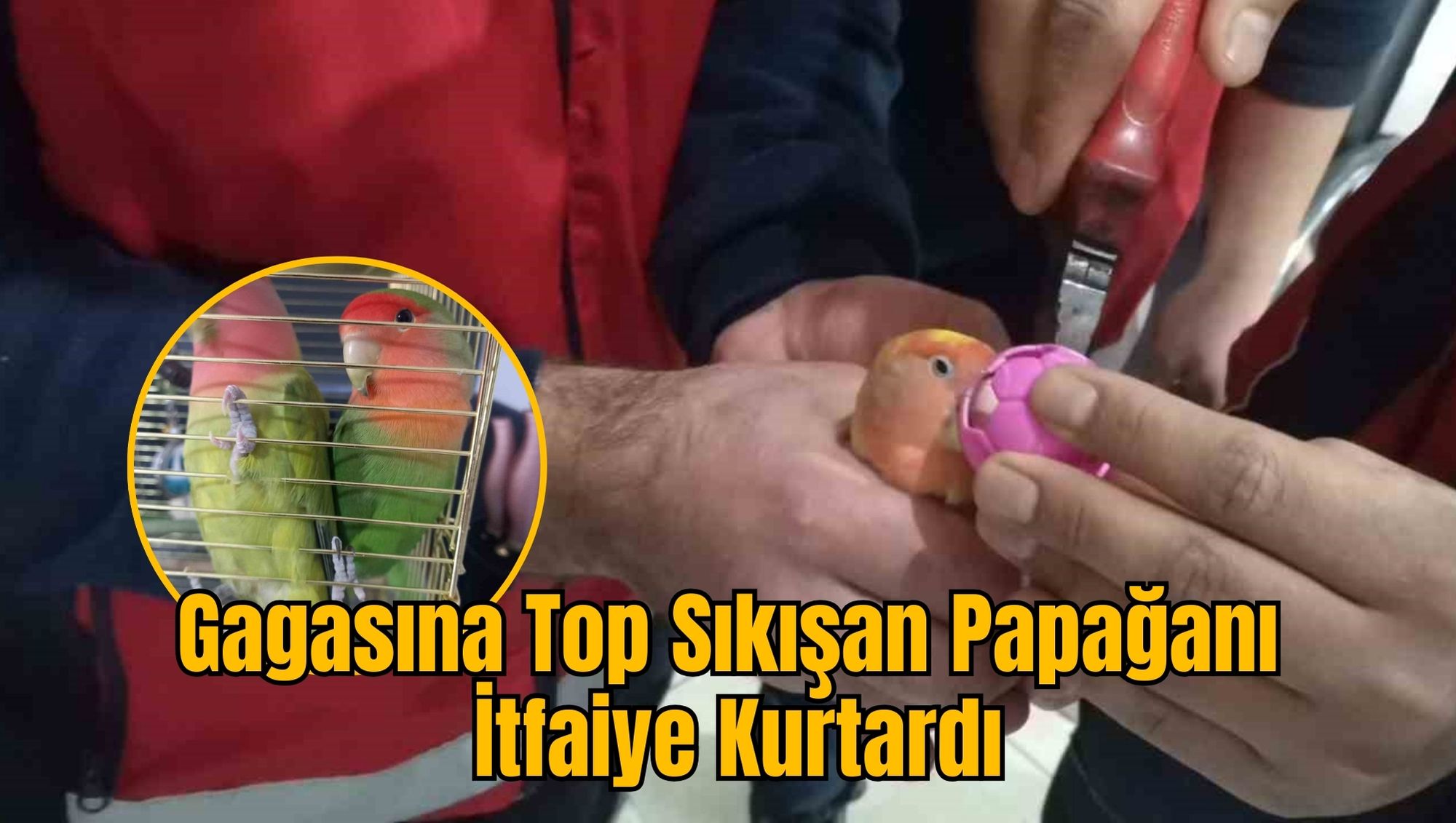 Gagasına Top Sıkışan Papağanı İtfaiye Kurtardı