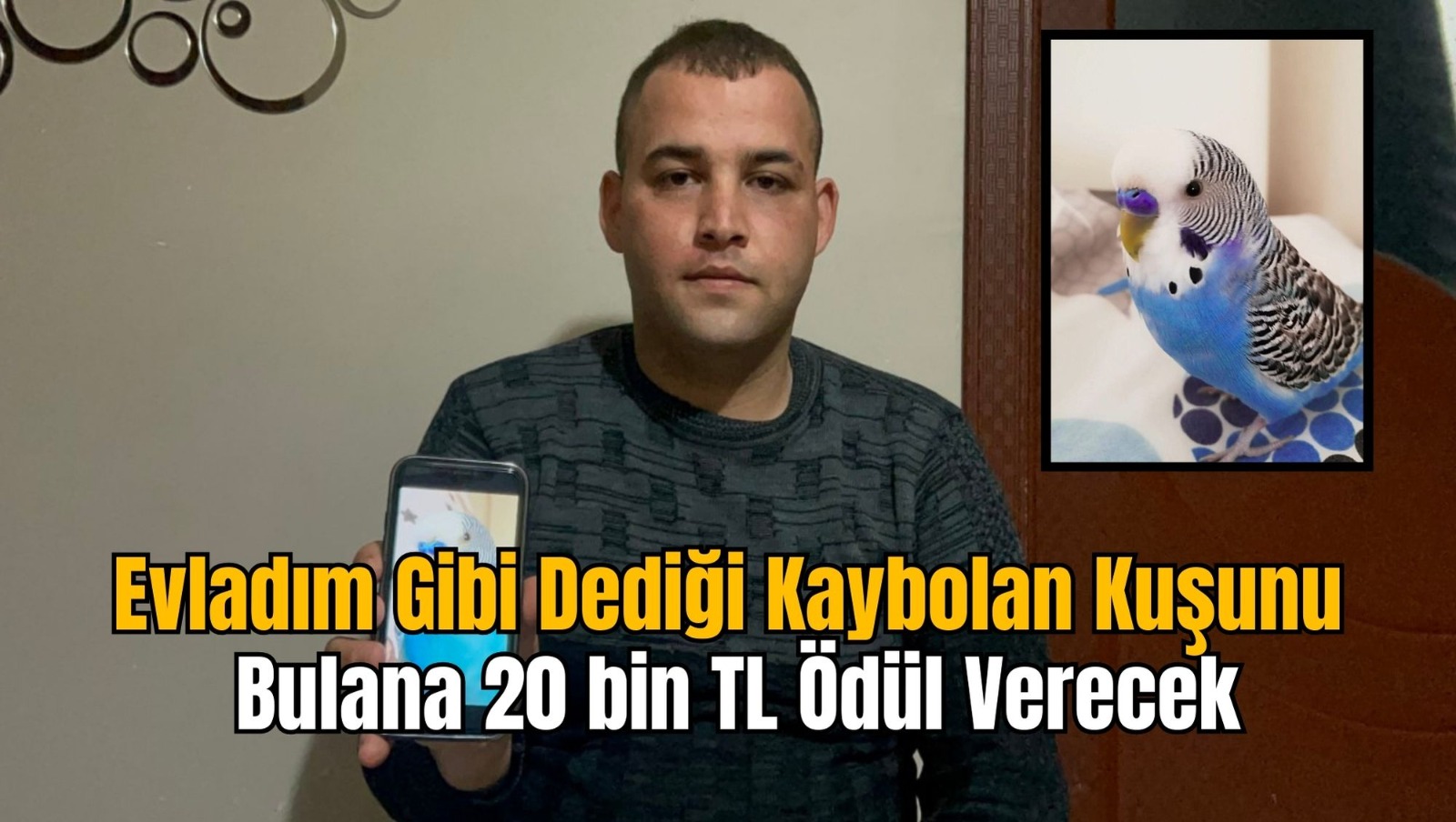 Evladım Gibi Dediği Kaybolan Kuşunu Bulana 20 bin TL Ödül Verecek