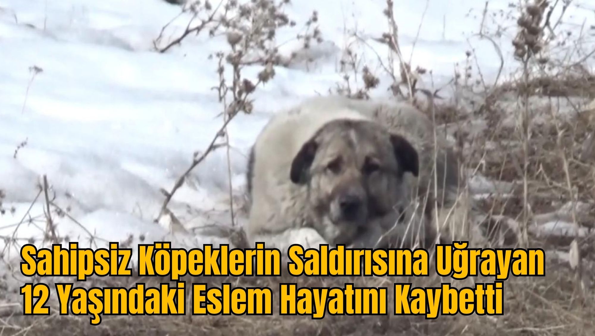 Sahipsiz Köpeklerin Saldırısına Uğrayan 12 Yaşındaki Eslem Hayatını Kaybetti