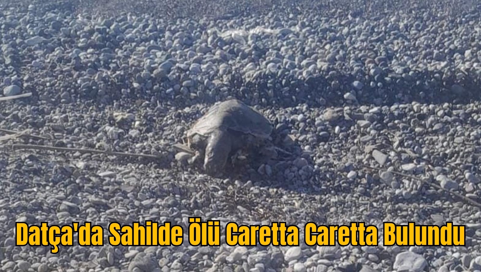 Datça'da Sahilde Ölü Caretta Caretta Bulundu