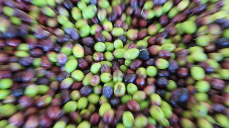 Milas'ın Yağlı Zeytini,Zeytinyağı ile Aydın'nın  Memecik Zeytinini AB'de Tescilledi