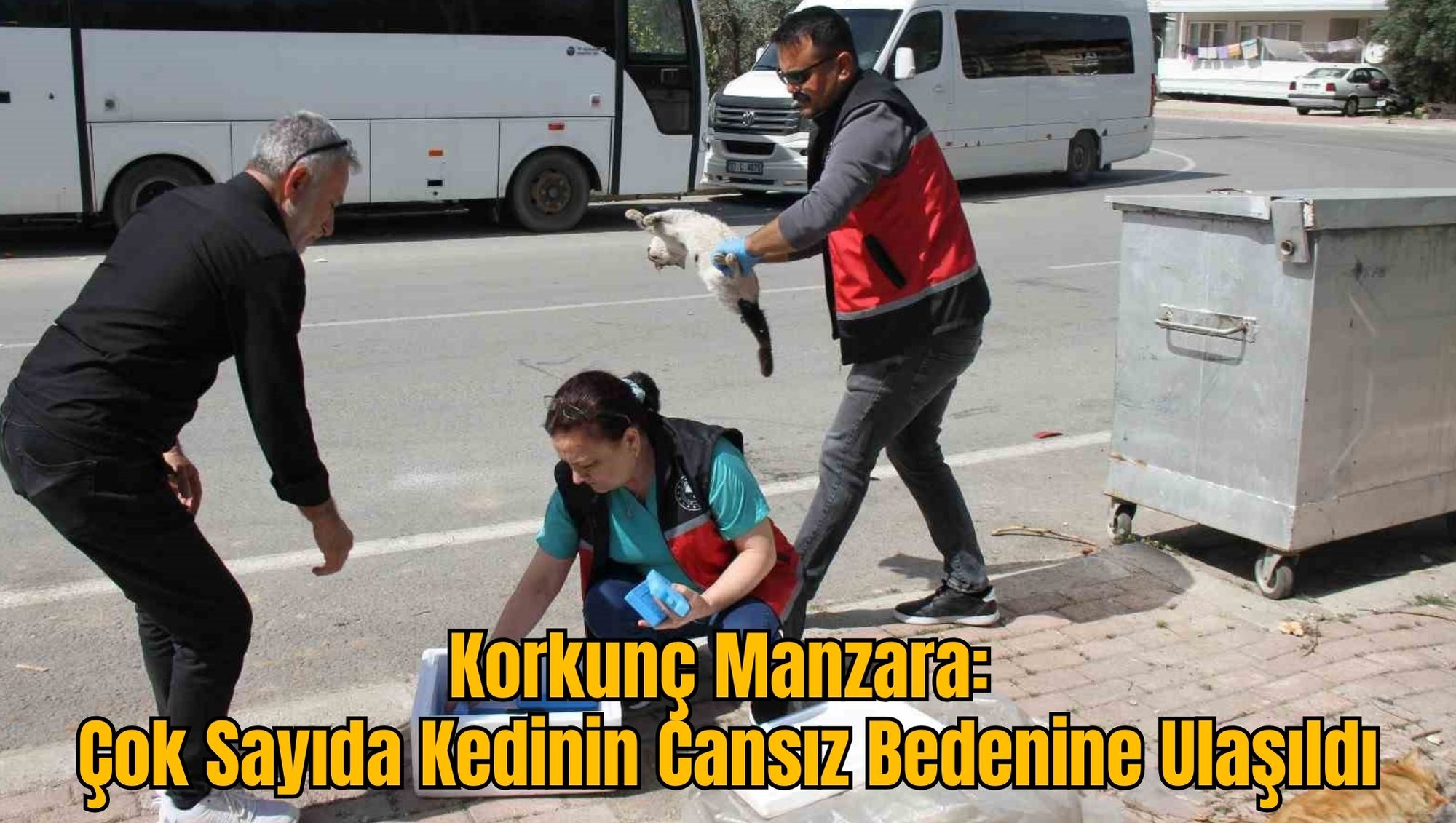 Korkunç Manzara: Çok Sayıda Kedinin Cansız Bedenine Ulaşıldı