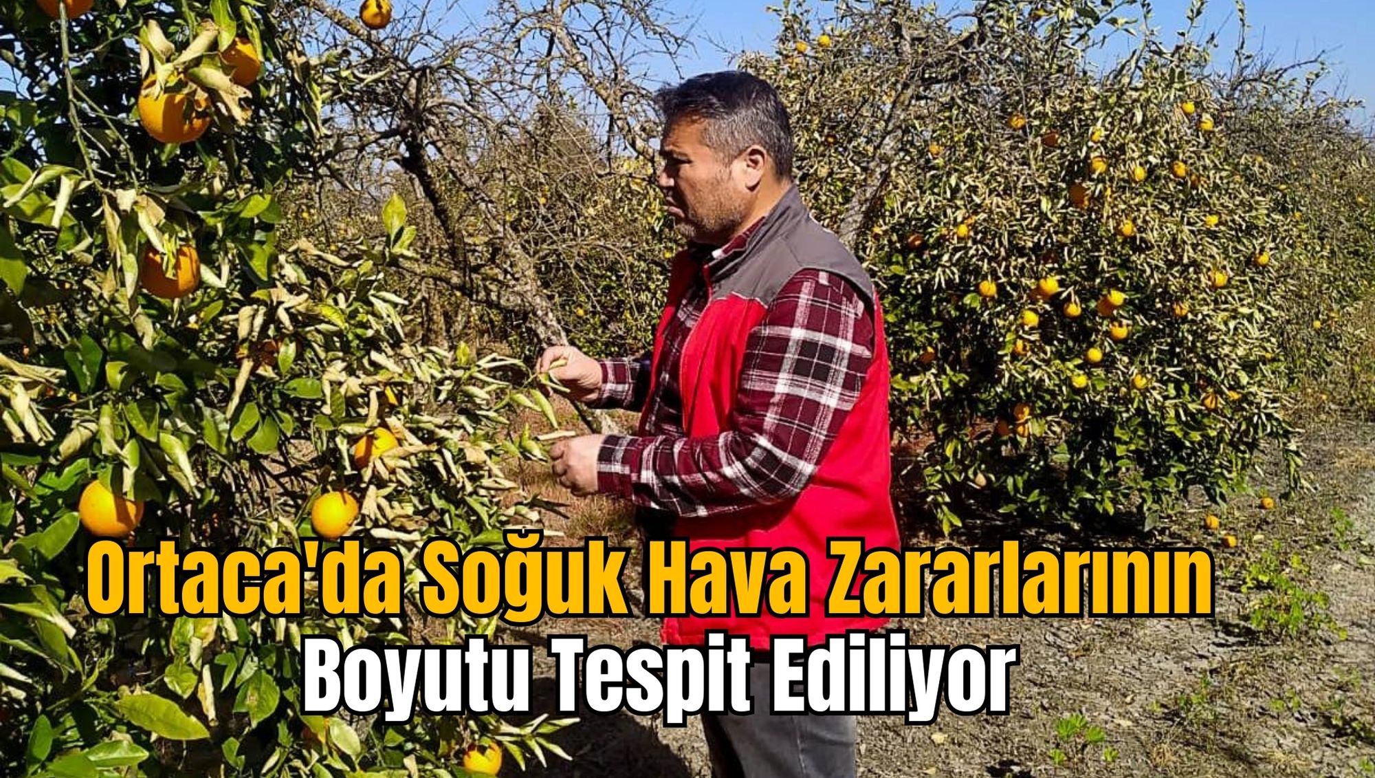 Ortaca'da Soğuk Hava Zararlarının Boyutu Tespit Ediliyor