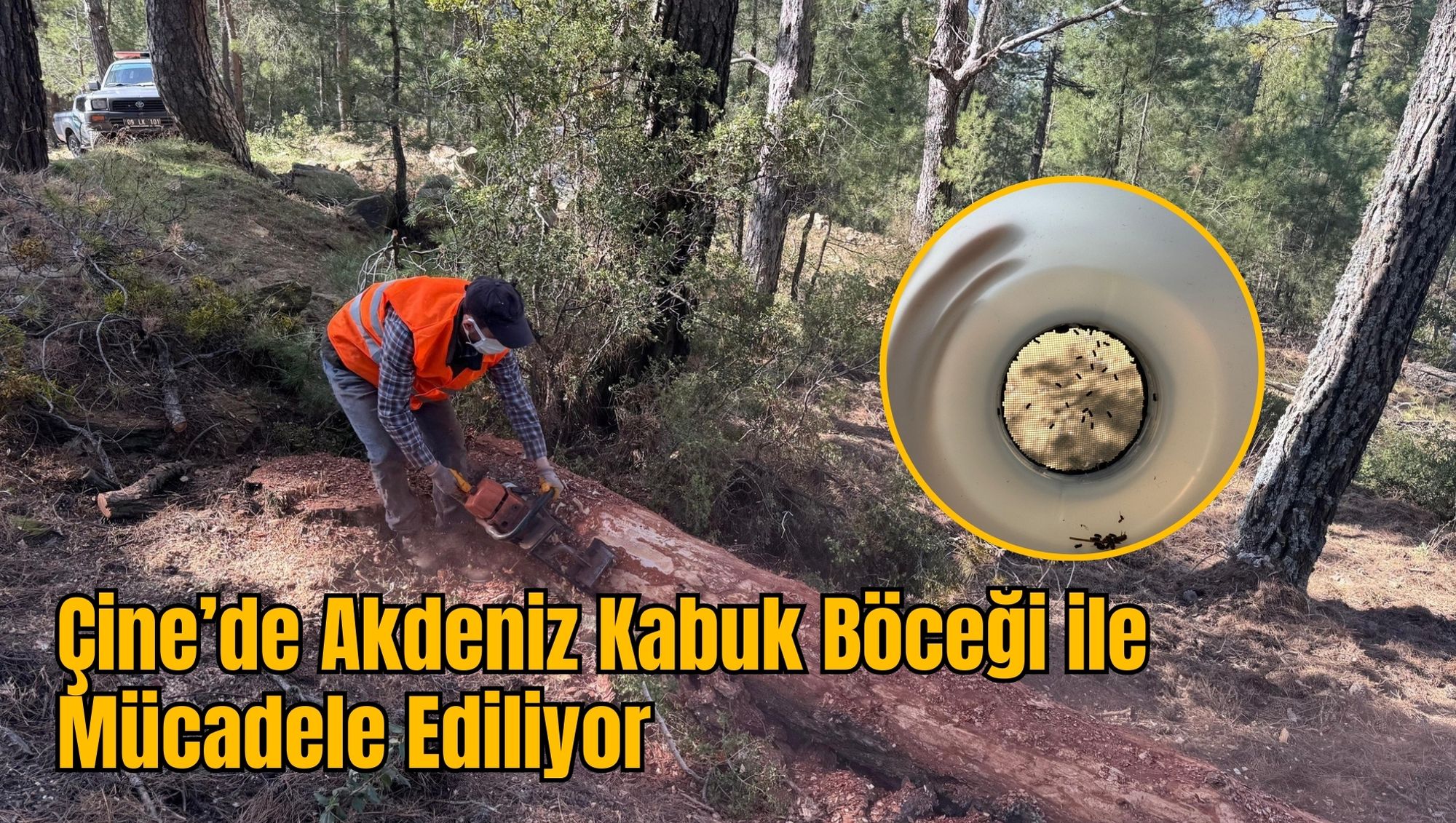 Çine’de Akdeniz Kabuk Böceği ile Mücadele Ediliyor