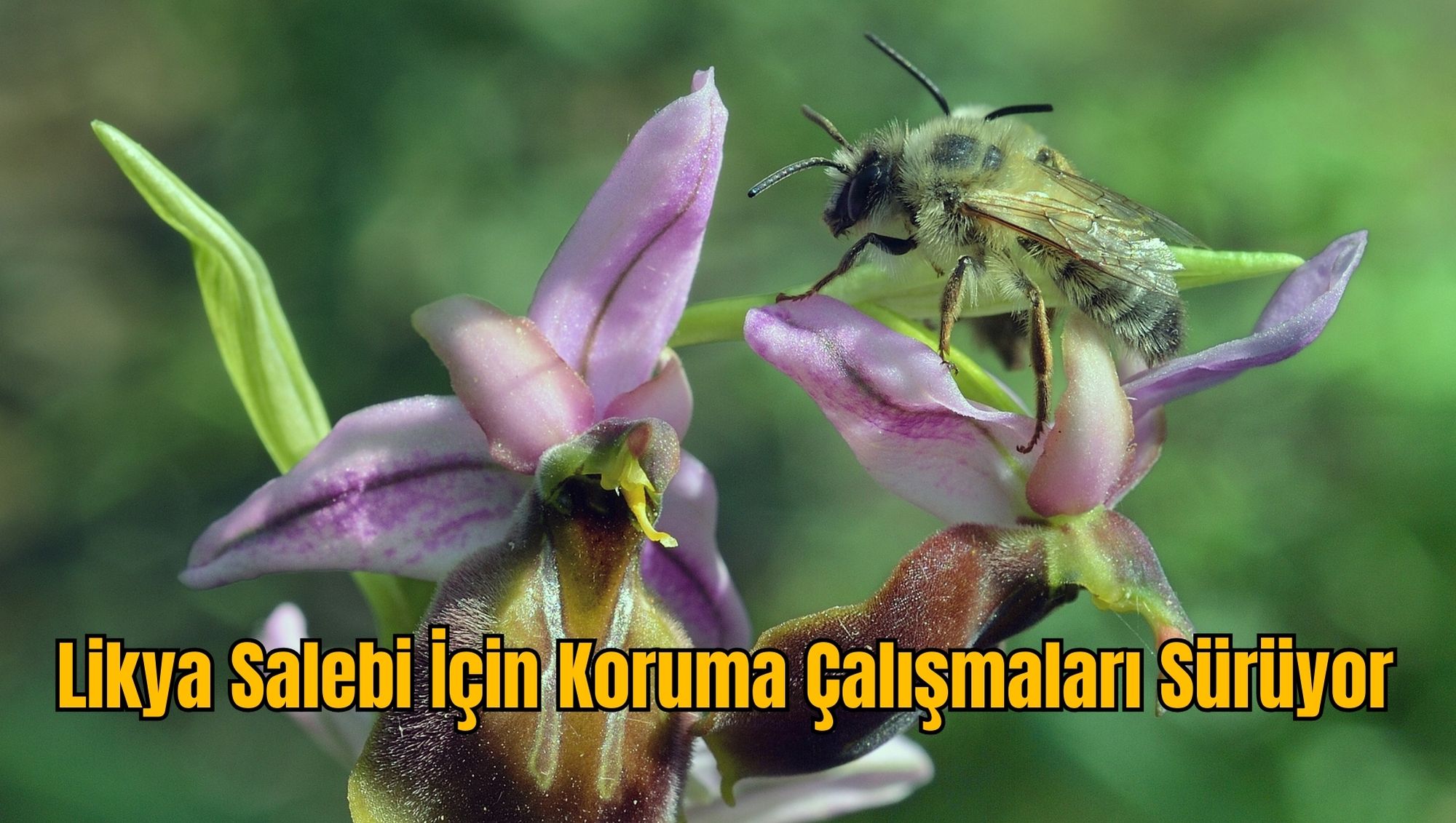 Likya Salebi İçin Koruma Çalışmaları Sürüyor