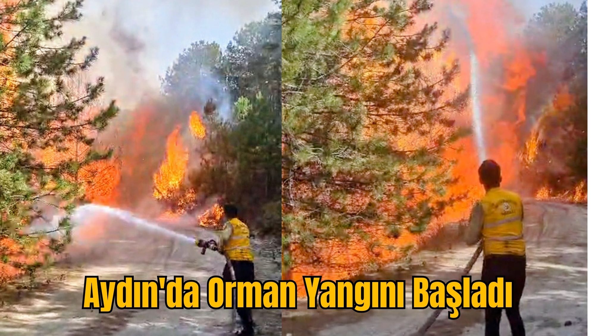 Aydın'da Orman Yangını Başladı