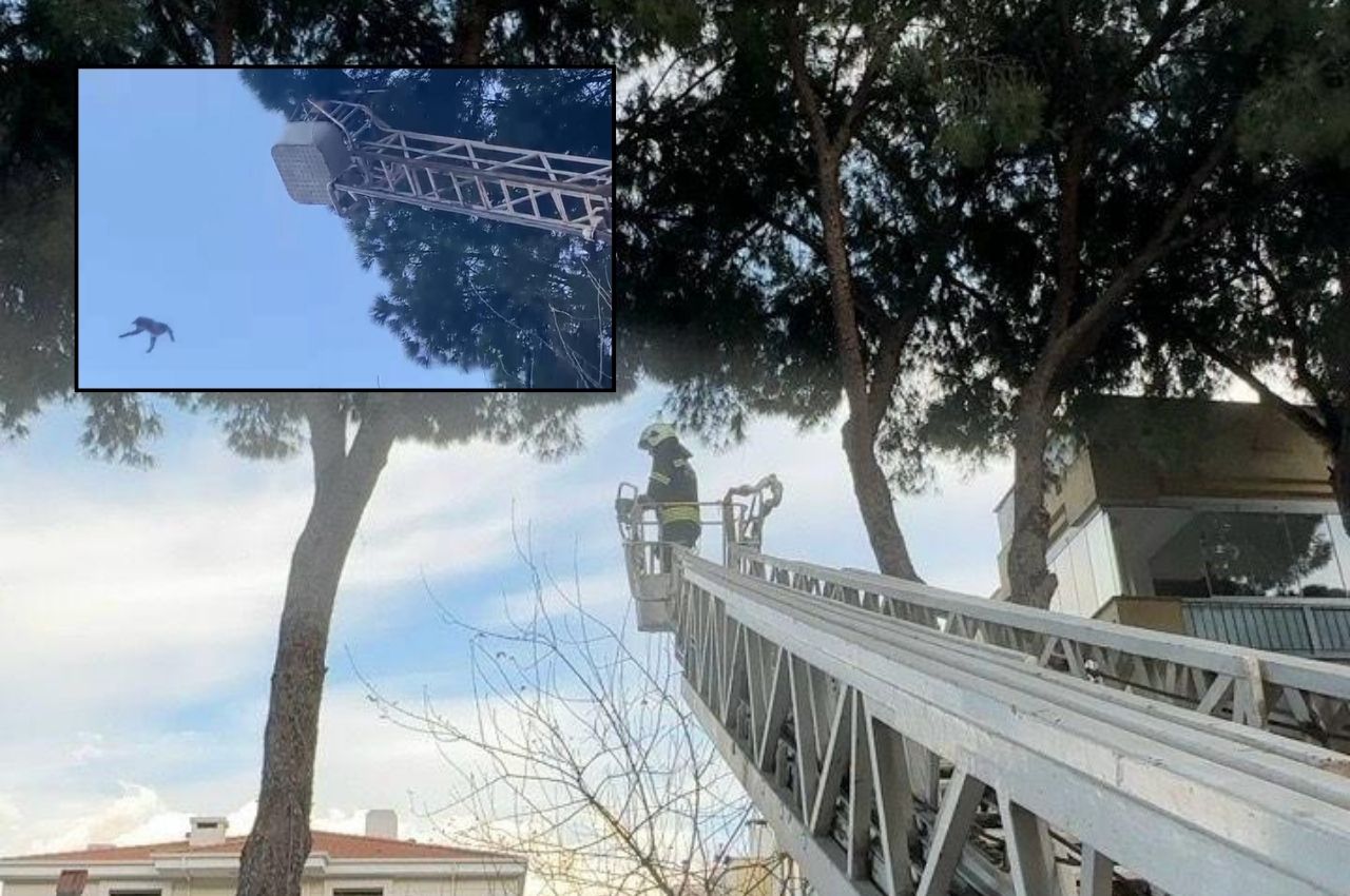 Milas'ta Kedi Kurtarma Operasyonu