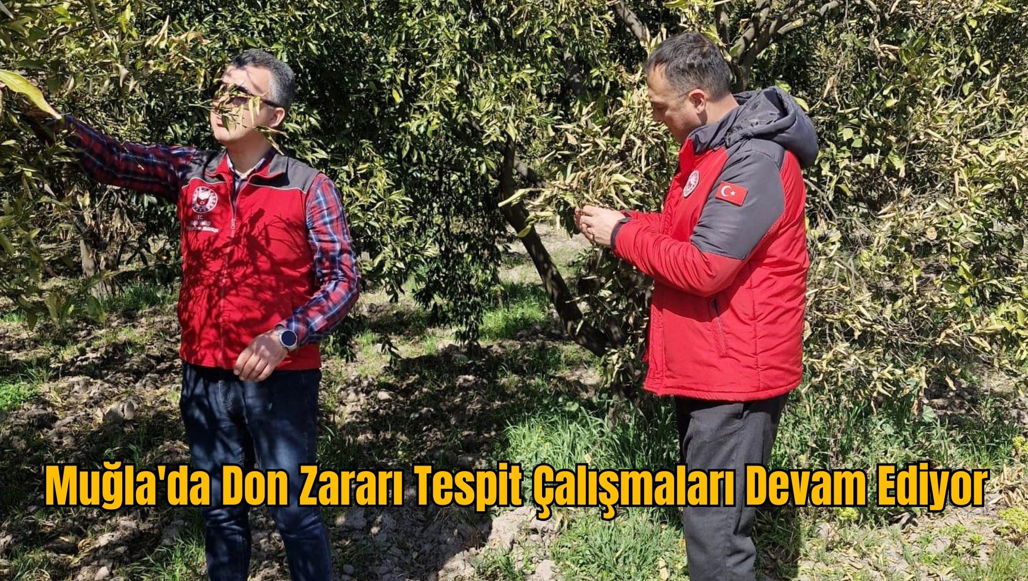 Muğla'da Don Zararı Tespit Çalışmaları Devam Ediyor