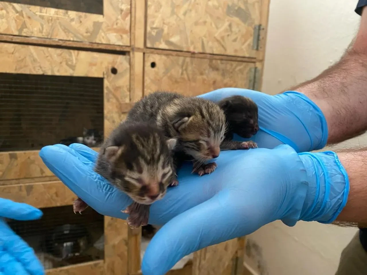 Yavru Kedileri Poşete Koyup  Geri Dönüşüm Tesisine Koymuşlar