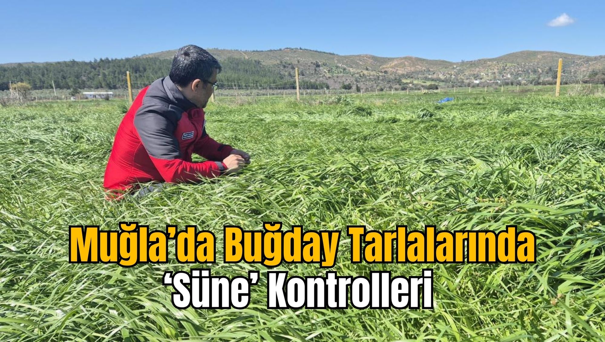 Muğla’da Buğday Tarlalarında ‘Süne’ Kontrolleri