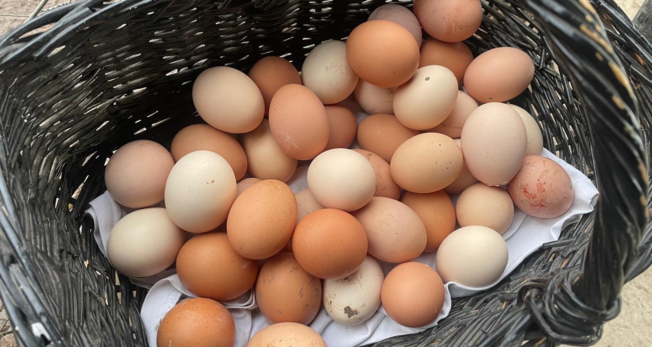 Yumurta Fiyatları Neden Artıyor? İşte Detaylı Analiz